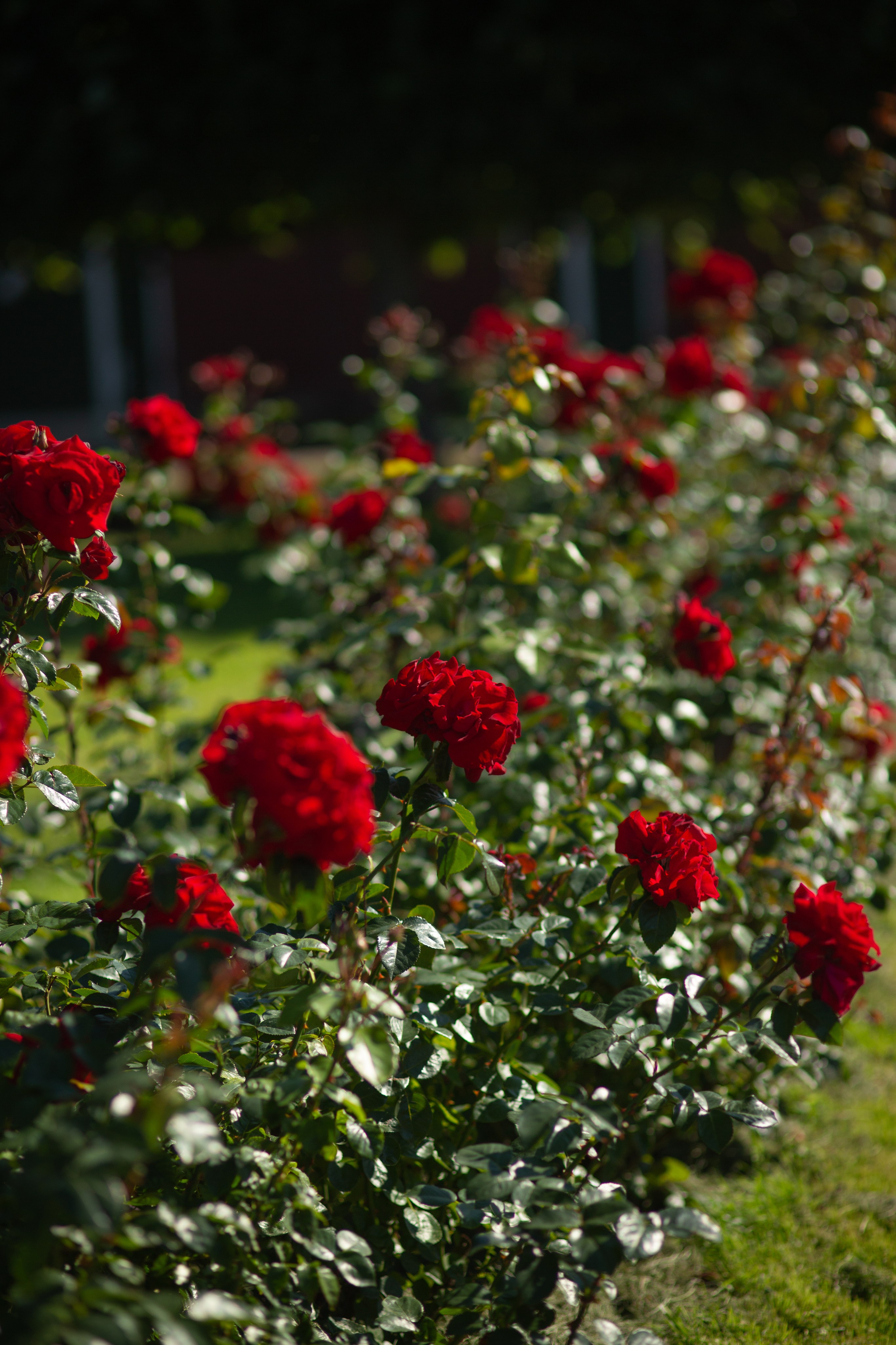 Петергоф. Фотограф в г. Сургуте Марина Киприна