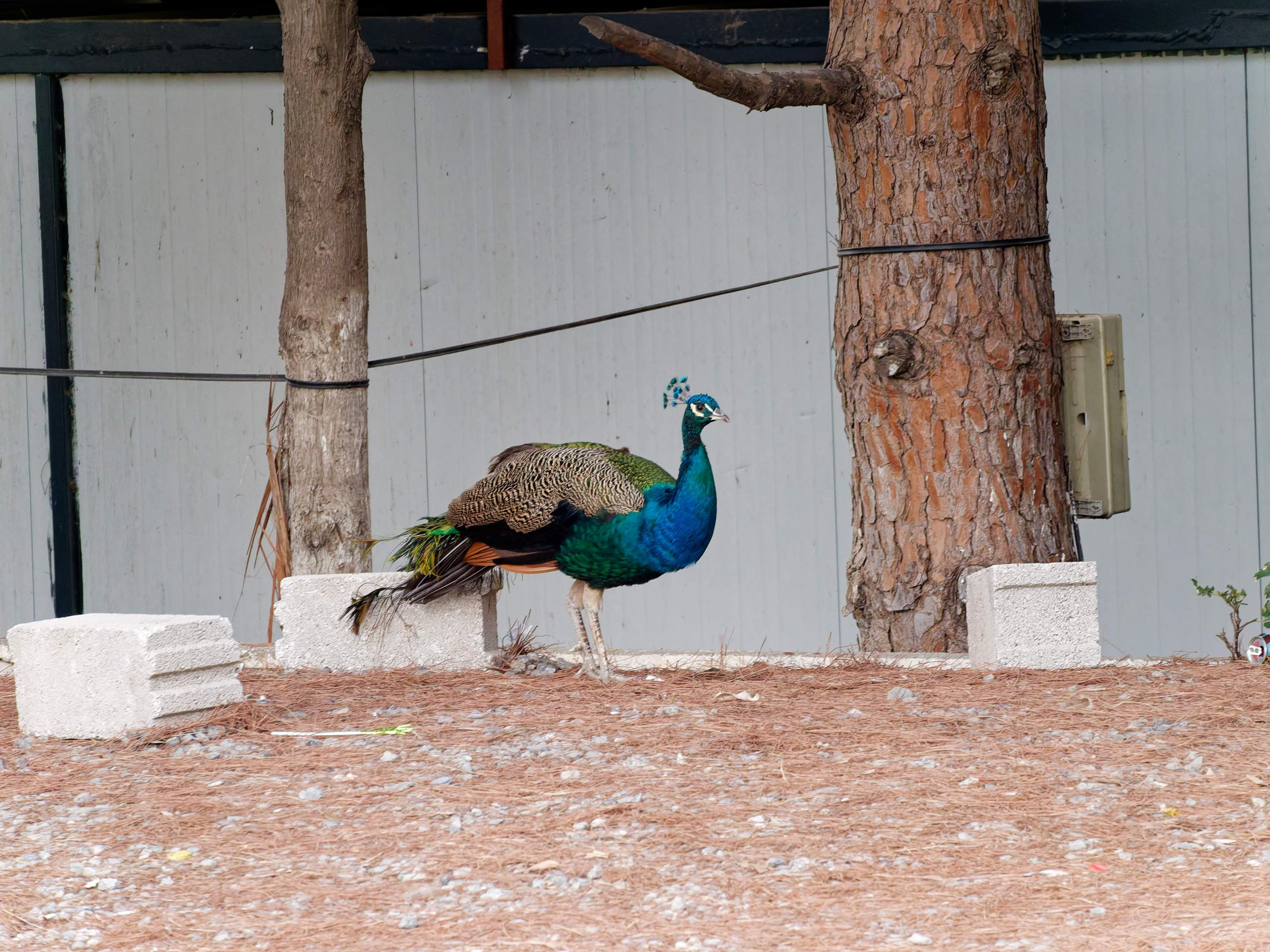 Алания 2025, природа. Избранные фотографии