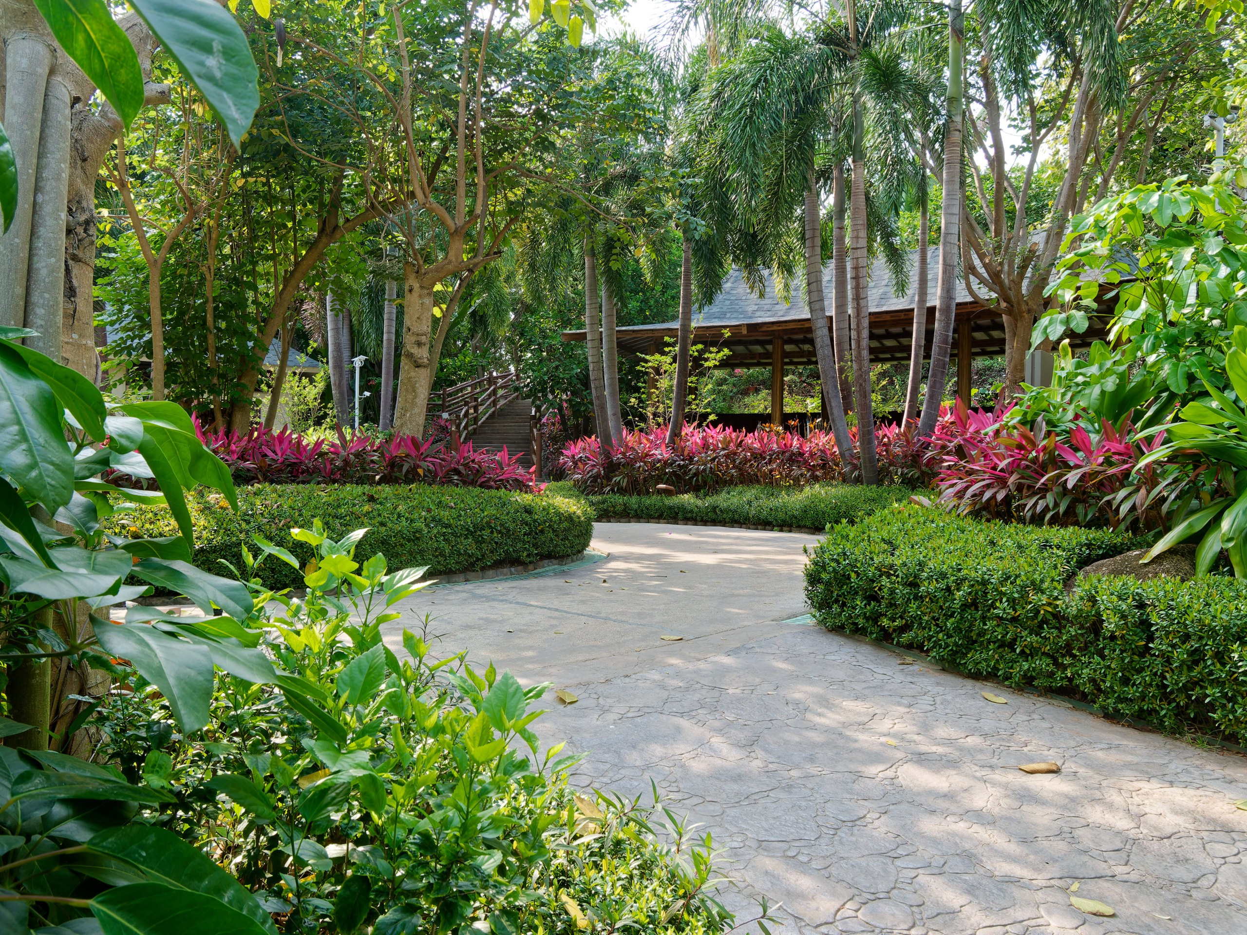 Хайнань 2026, флора, цветы и деревья. Фотопрогулки по Миру