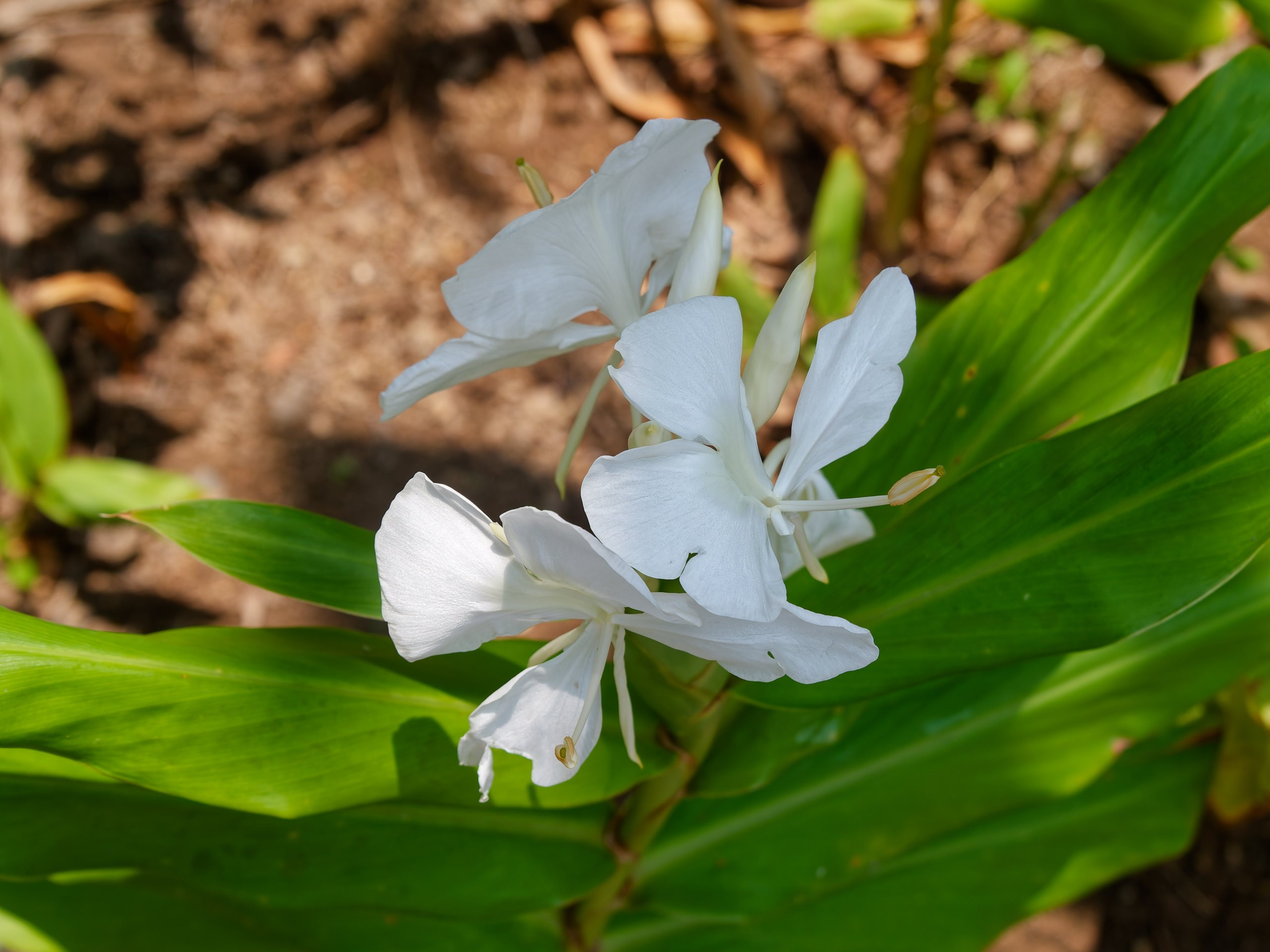 Хайнань 2026, флора, цветы и деревья. Фотопрогулки по Миру