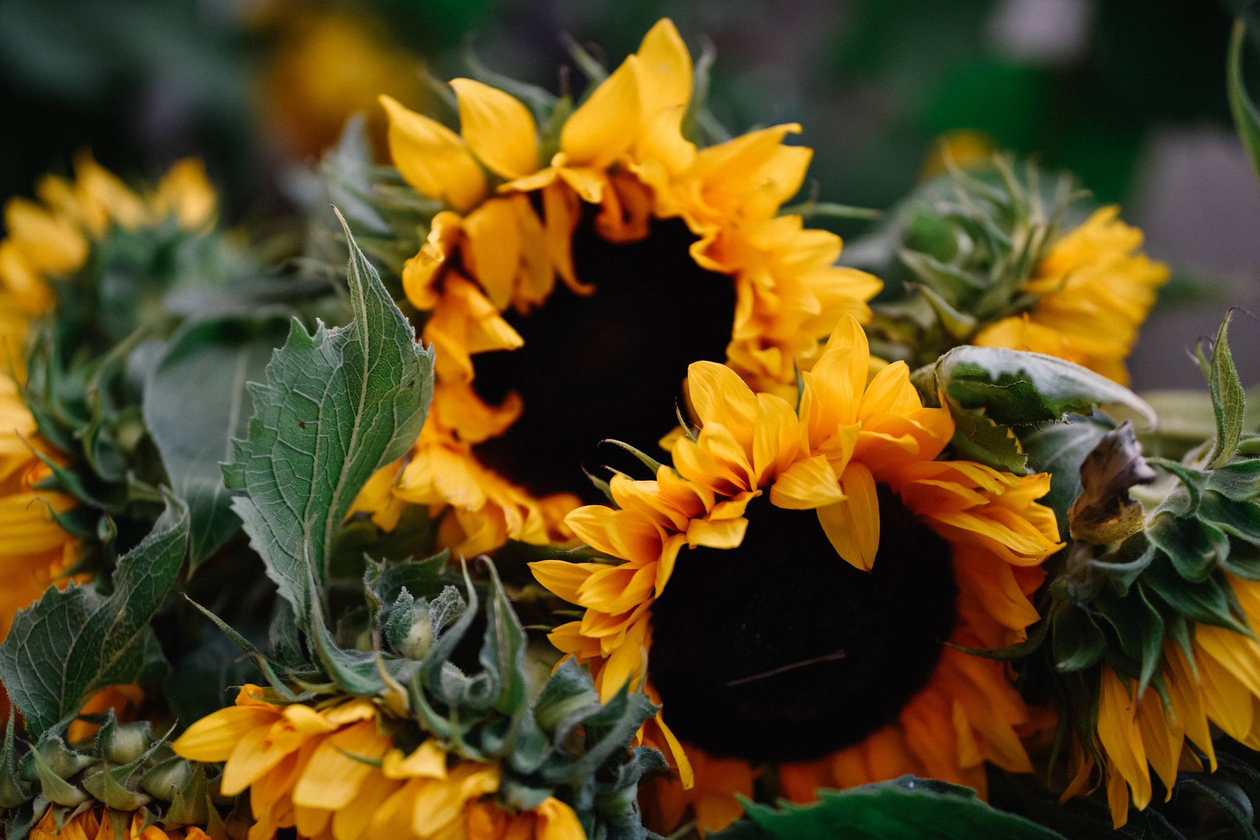 Анна подсолнухи