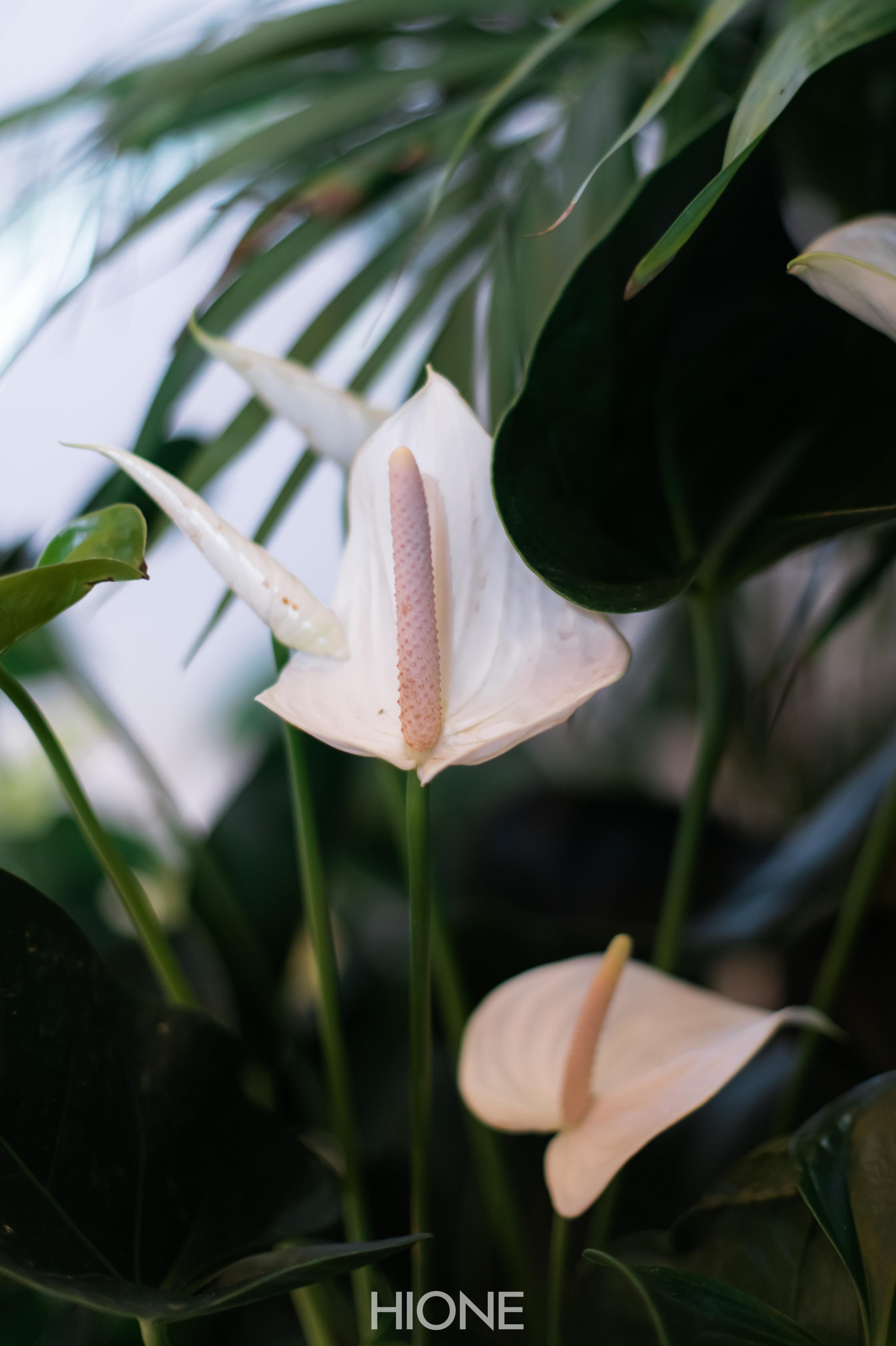 I am Different(Показ мод). Профессиональный фотограф в городе Астана/Алматы Даурен Сембаев