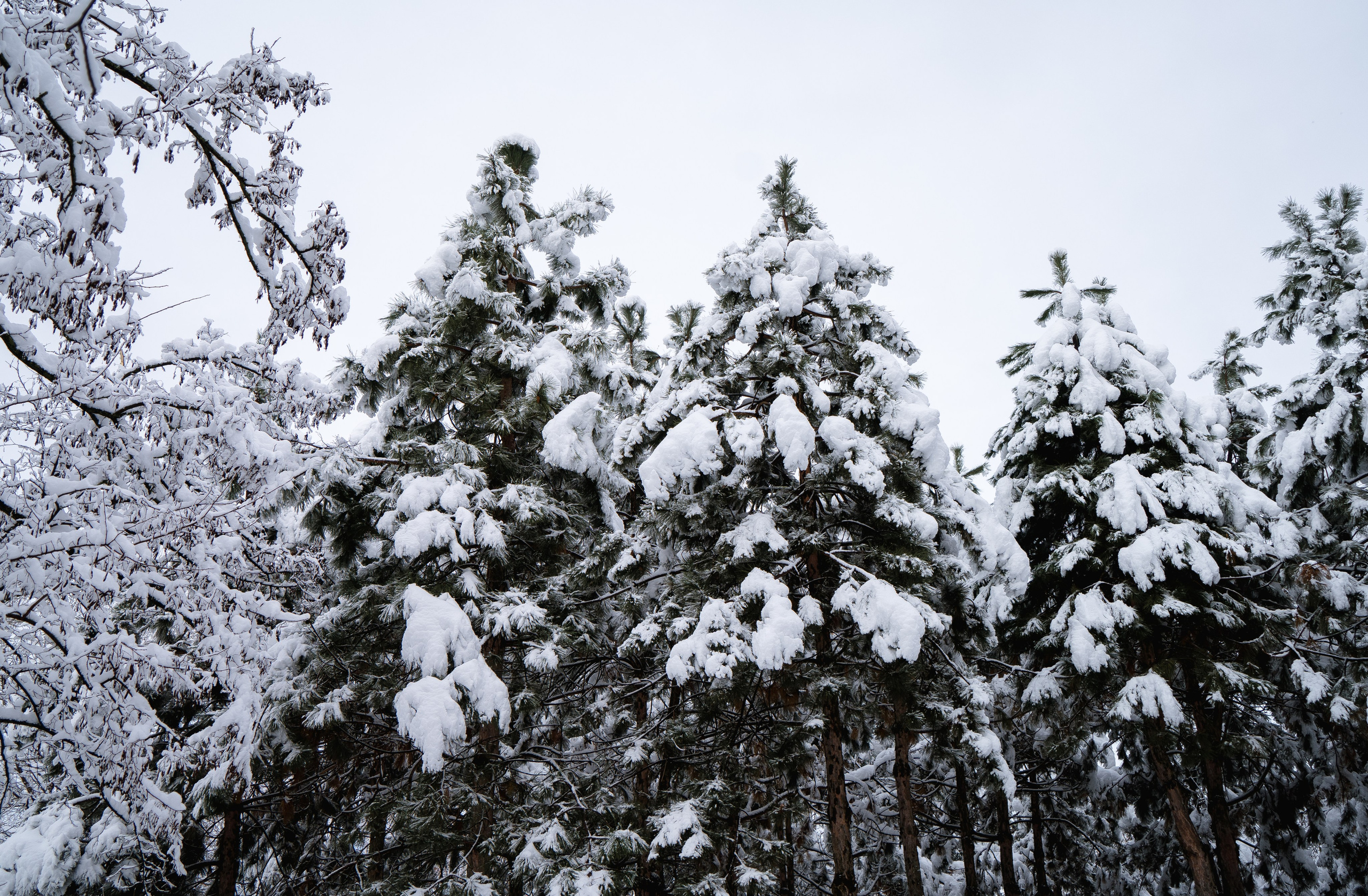 Зима 2024. Свадебный и семейный фотограф/видеограф в Краснодаре Наталья Осинская