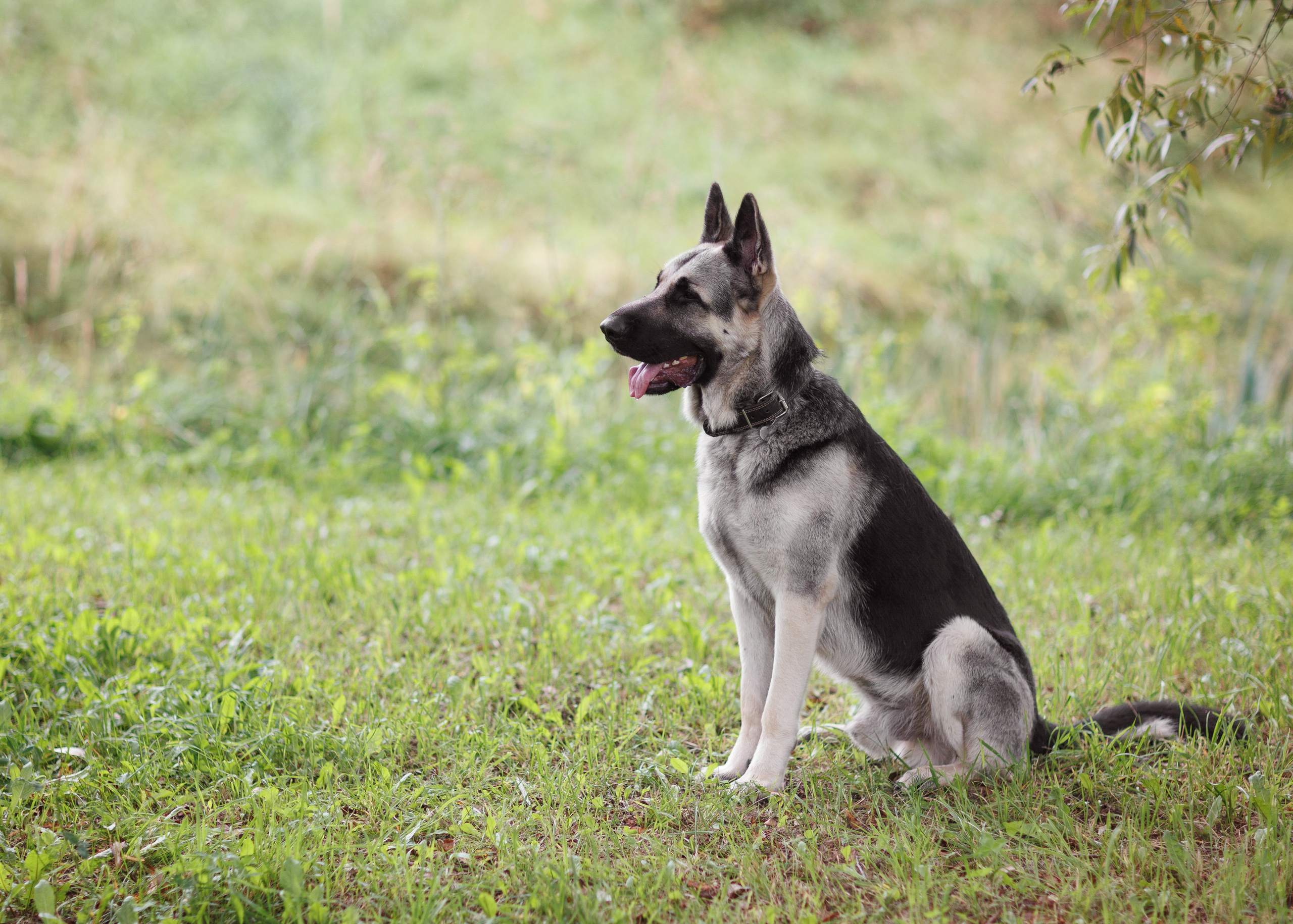 Оксана И Норд. Фотограф — Анималист Наталья Тямушева
