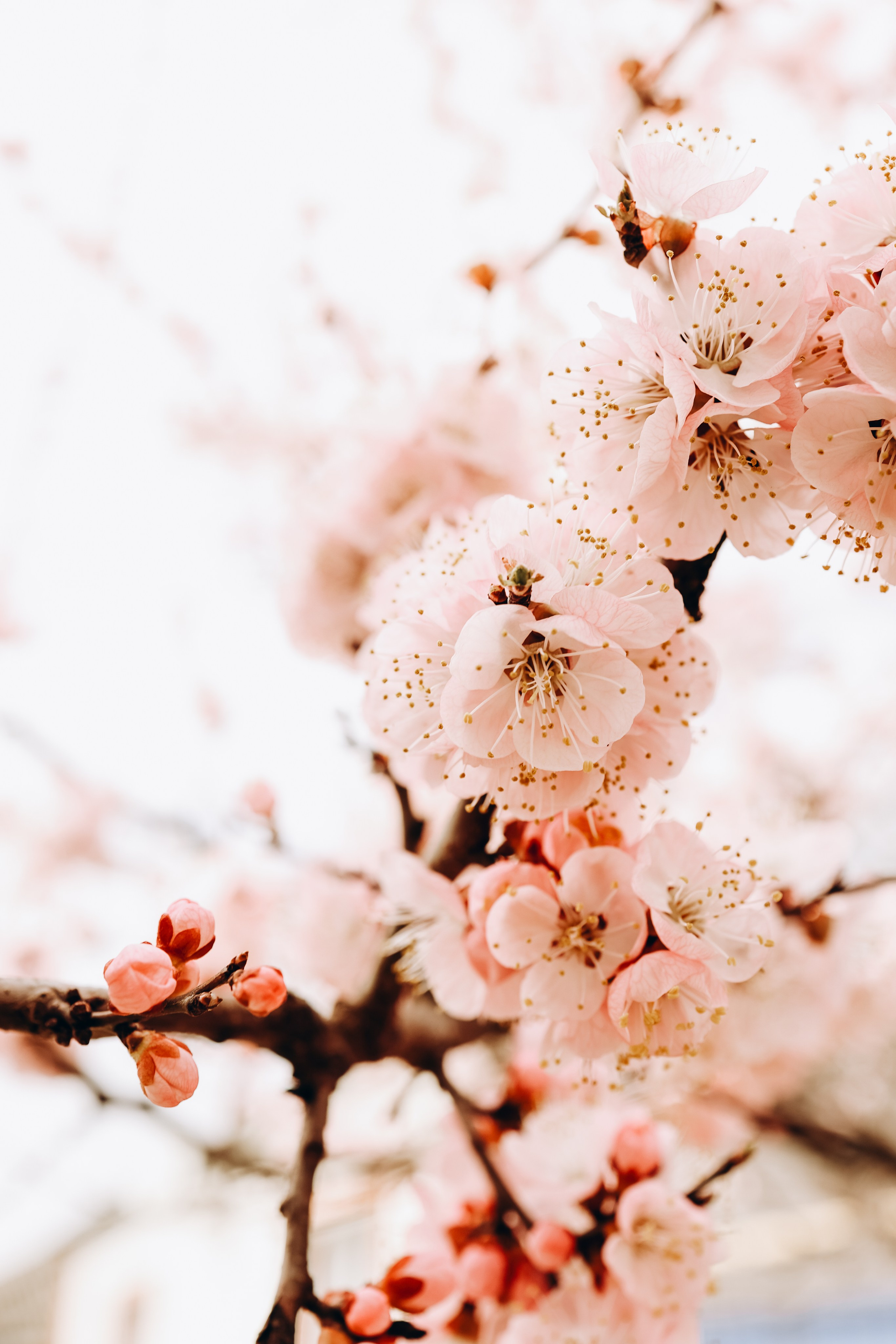Снежана. Свадебный и семейный фотограф в Воронеже Ксения Воротникова