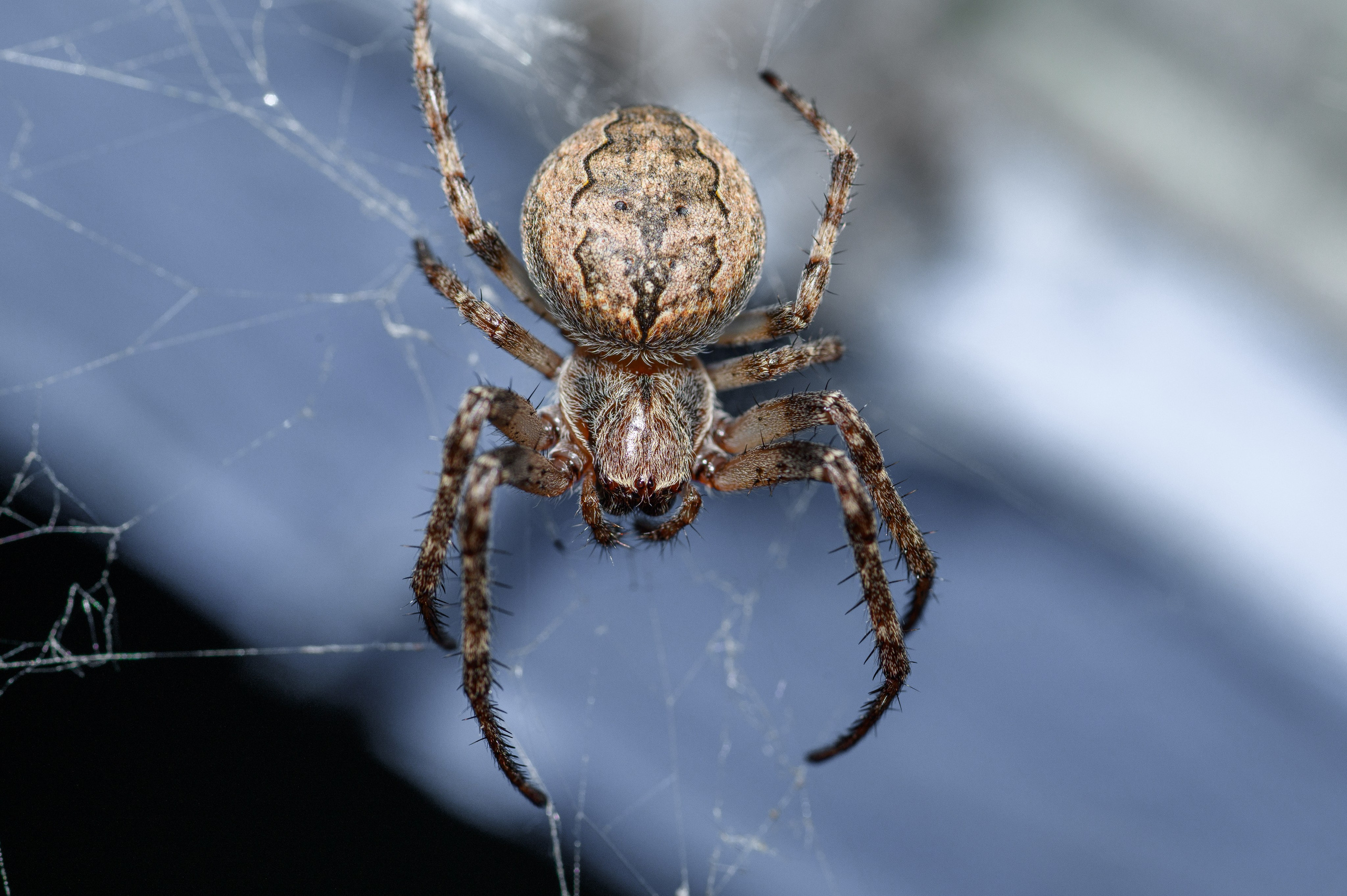 Природа. Фотограф в городе Омске Константин Зоткин