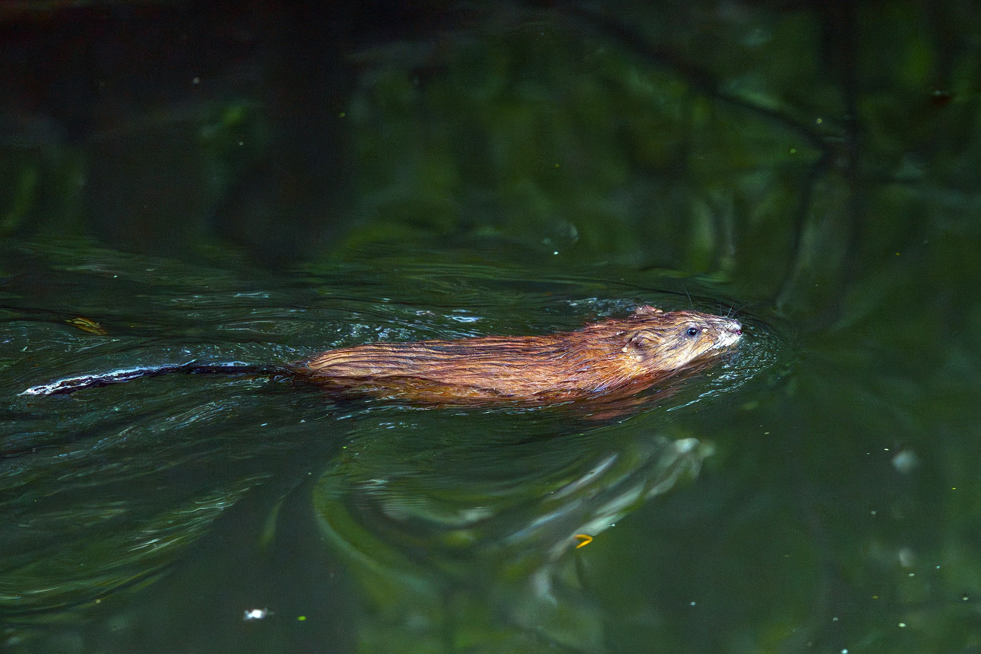 Животные. Ваш личный фотограф Марина Волкова