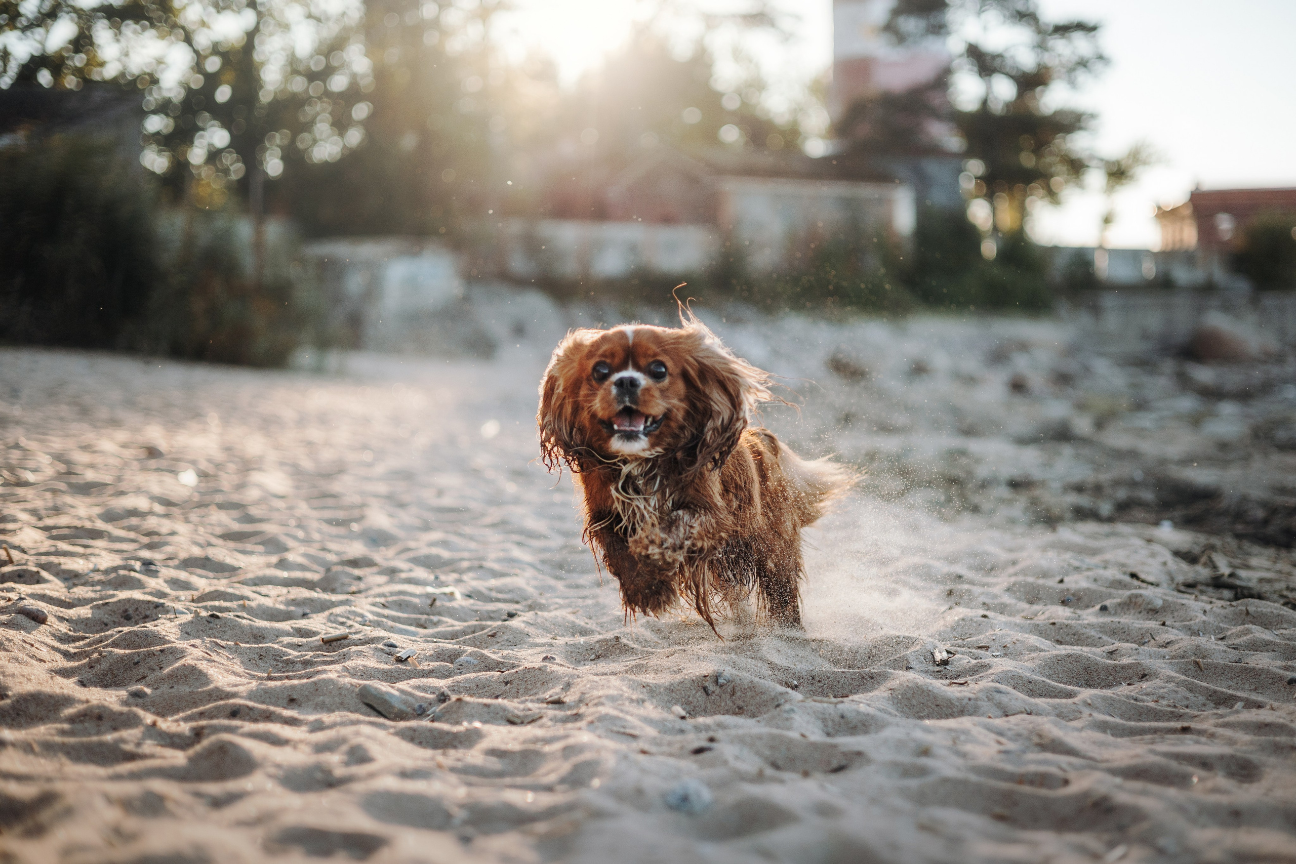 Верон, Гарри и их семья. Фотограф — Анималист | Санкт-Петербург