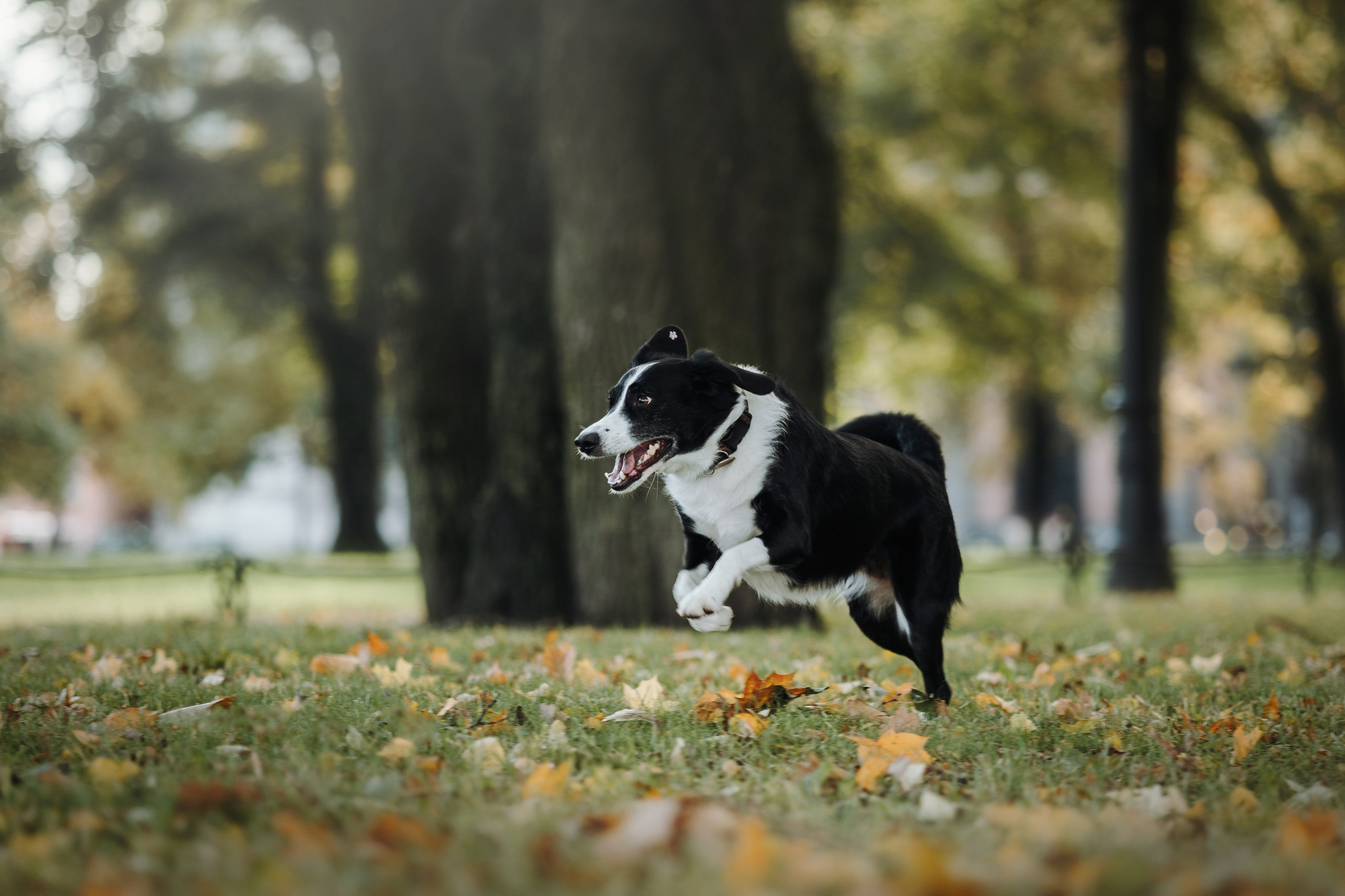Мишель и ее семья. Фотограф — Анималист | Санкт-Петербург