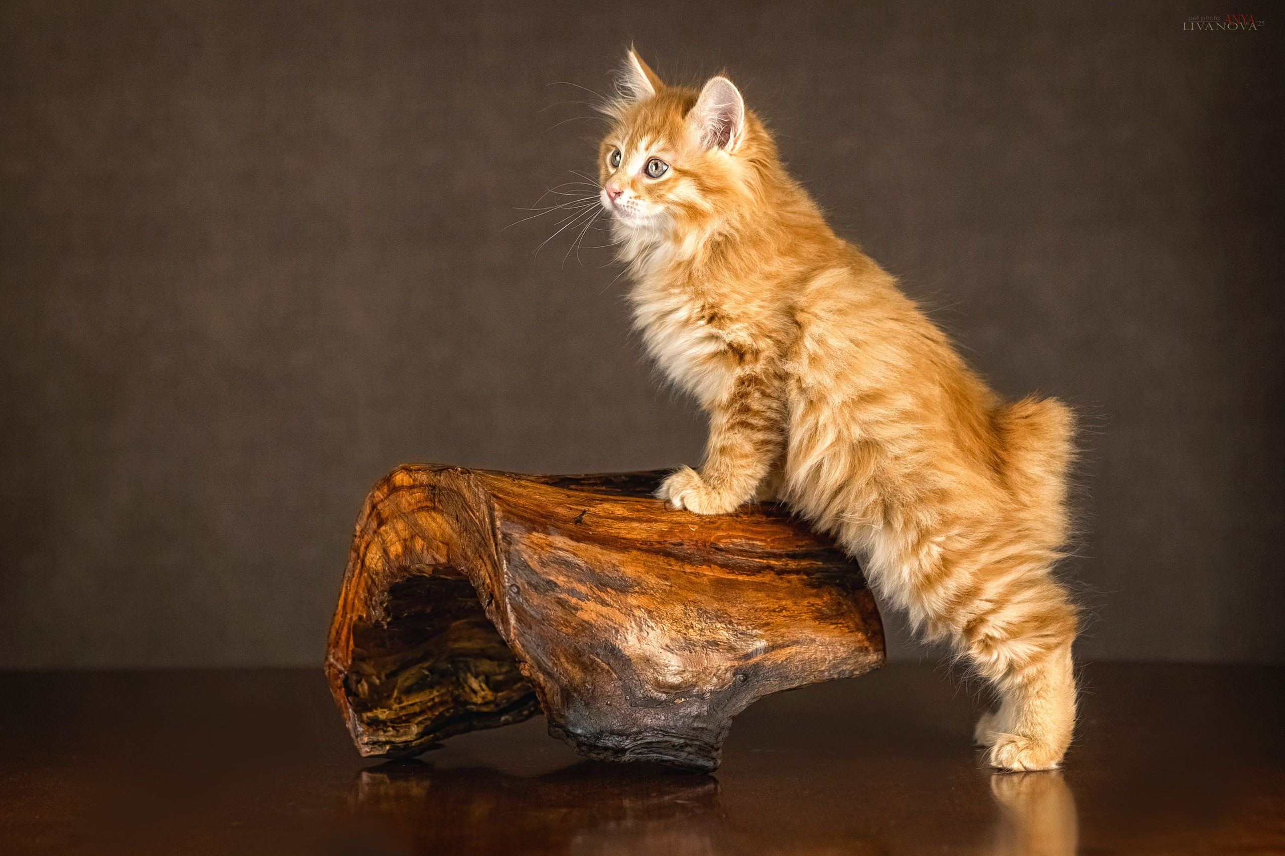 Бобтейлы. Фотограф анималист Аня Ливанова | Рыбинск