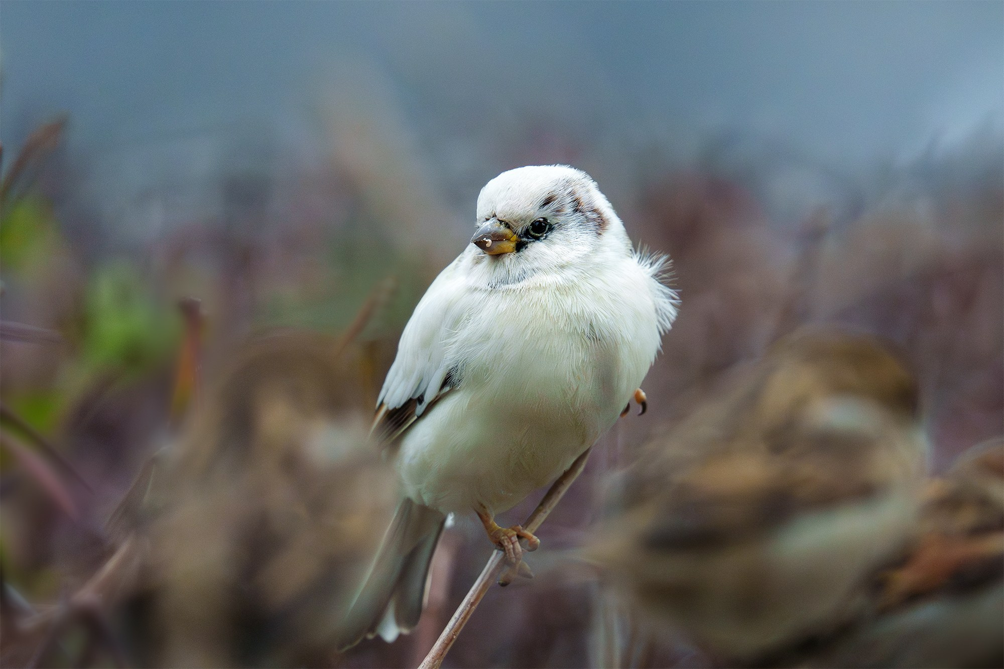 Удивительные мир птиц. Вокруг нас столько прекрасного — присмотритесь!. Ваш личный фотограф Марина Волкова