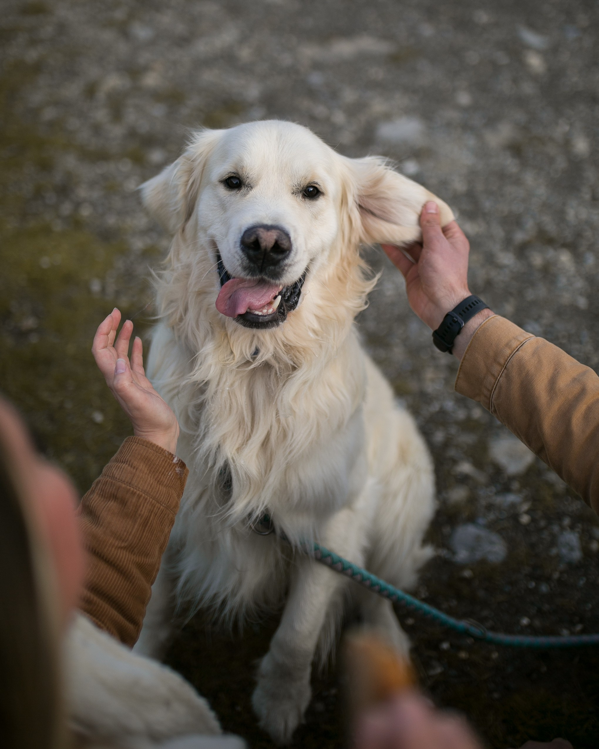 Камий и Максим (и Ральф)