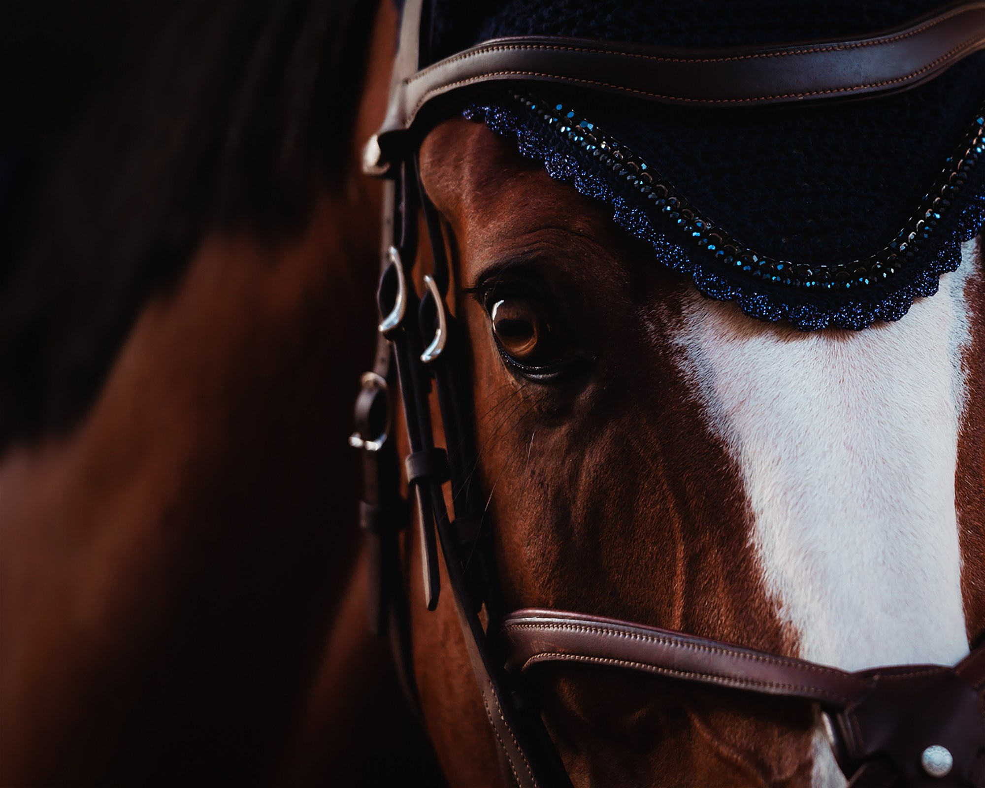 Частные съемки_фото. Конный фотограф Alesya Safe