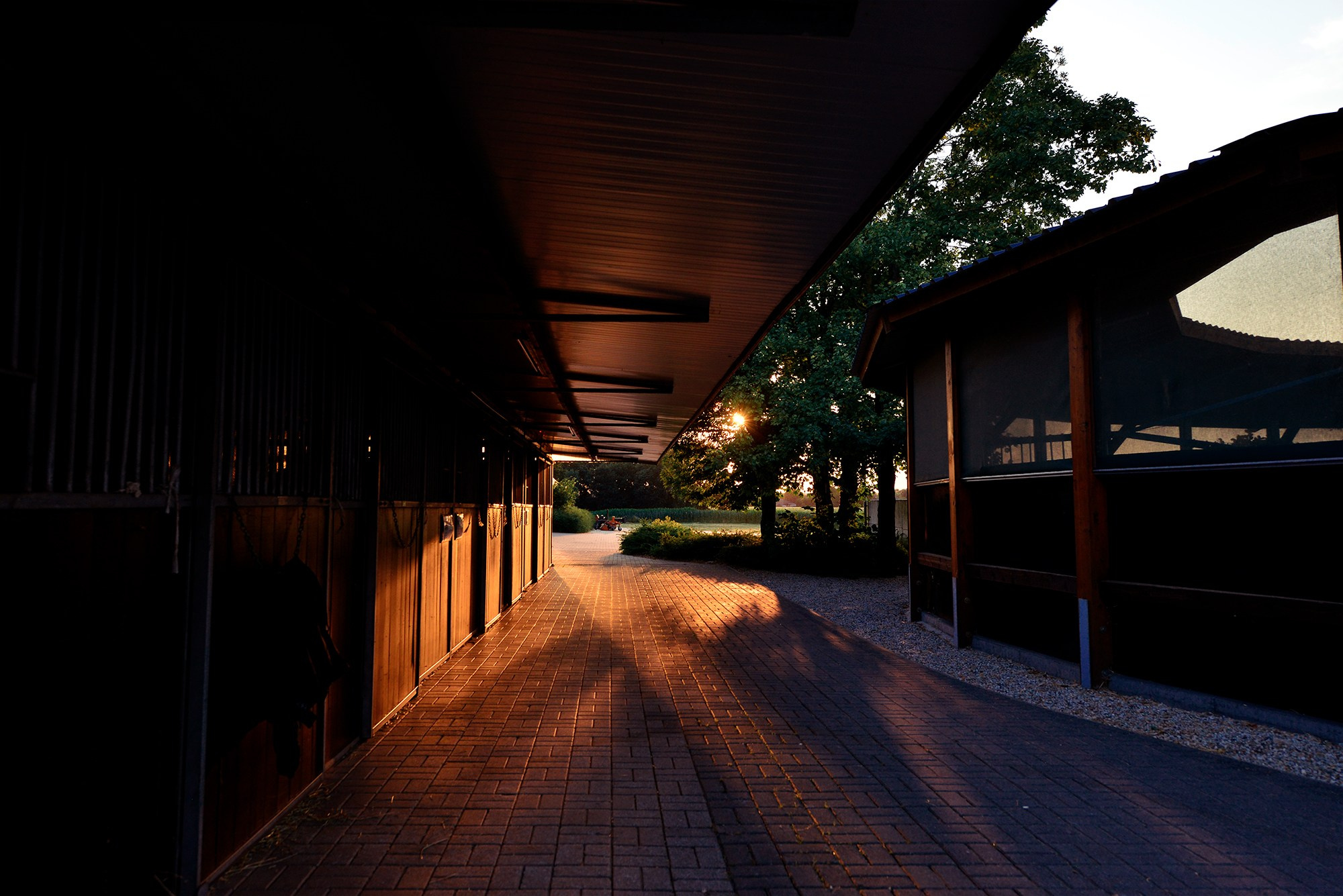 Конные клубы. Конный фотограф Alesya Safe