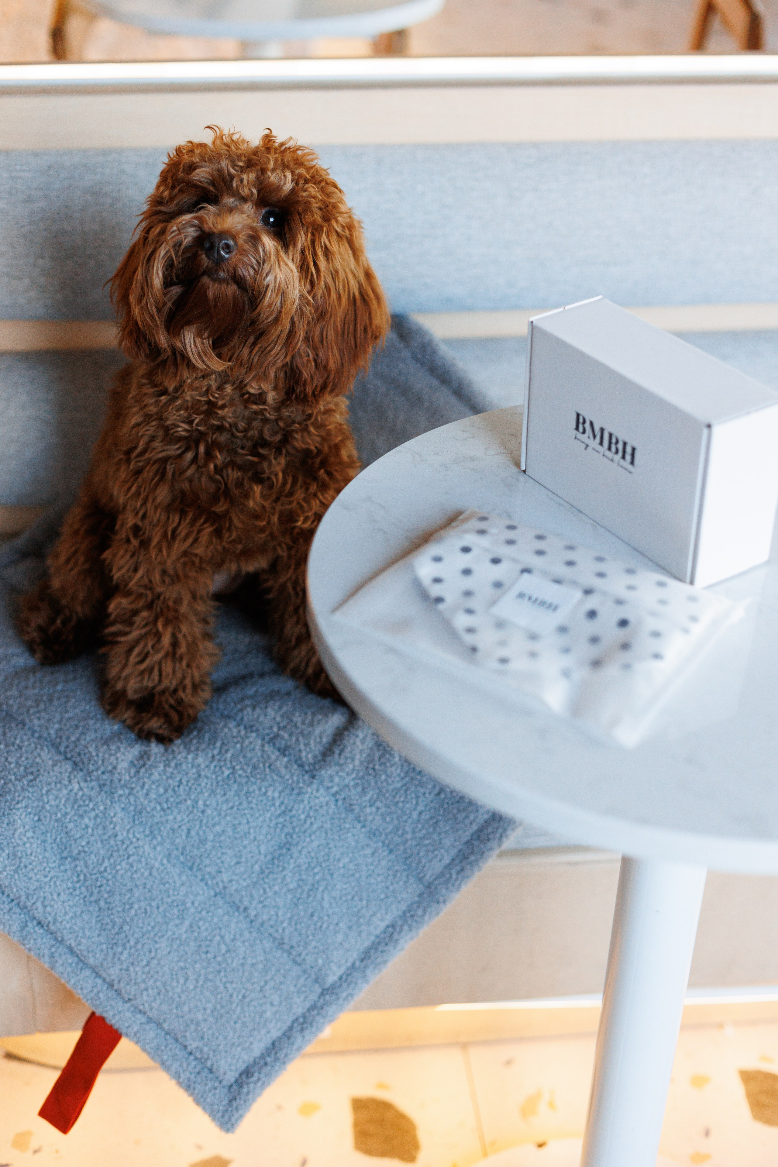 Bmbh городская. Фотограф анималист Кристина Карпова, Москва