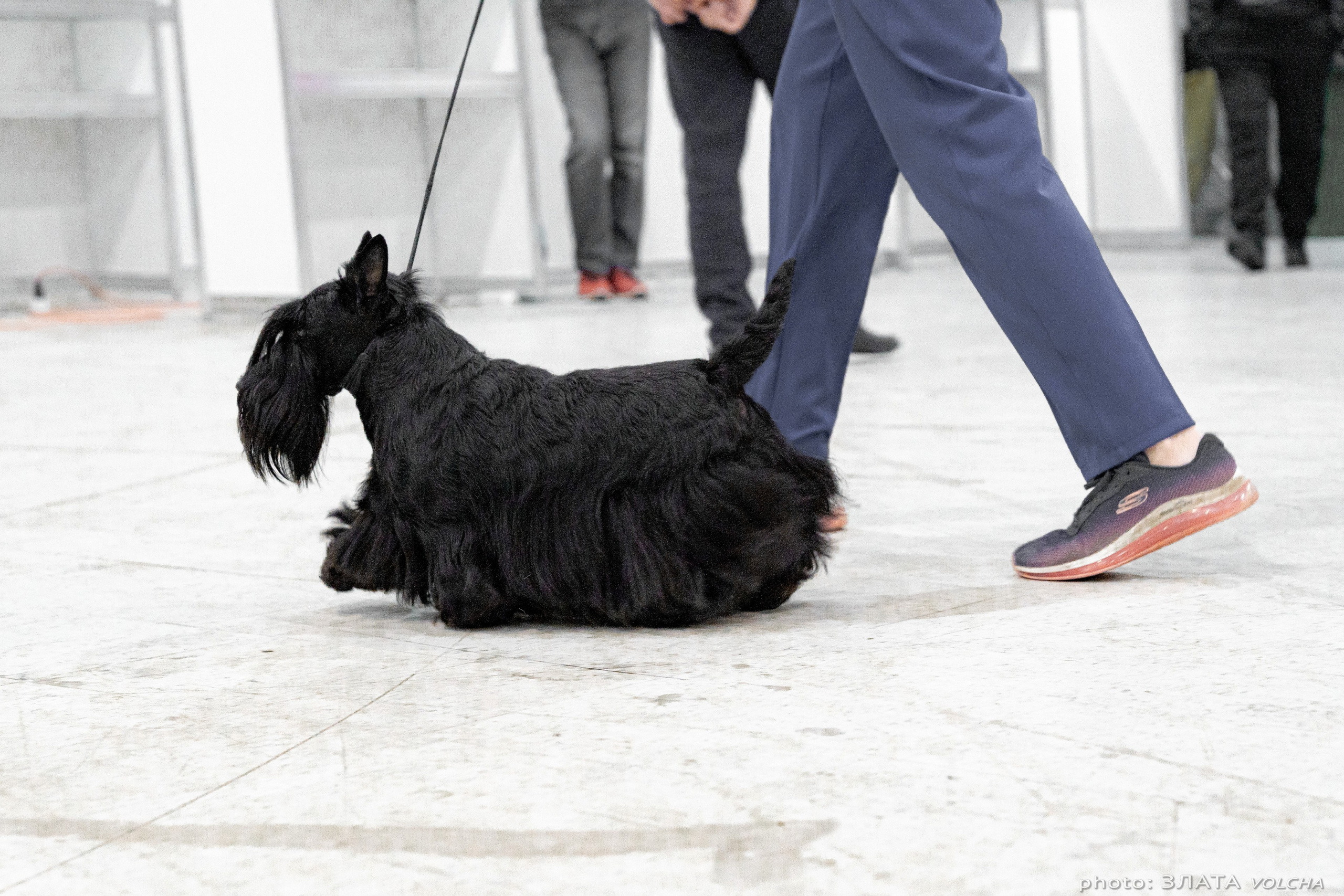 Животные. Фото, видео, монтаж