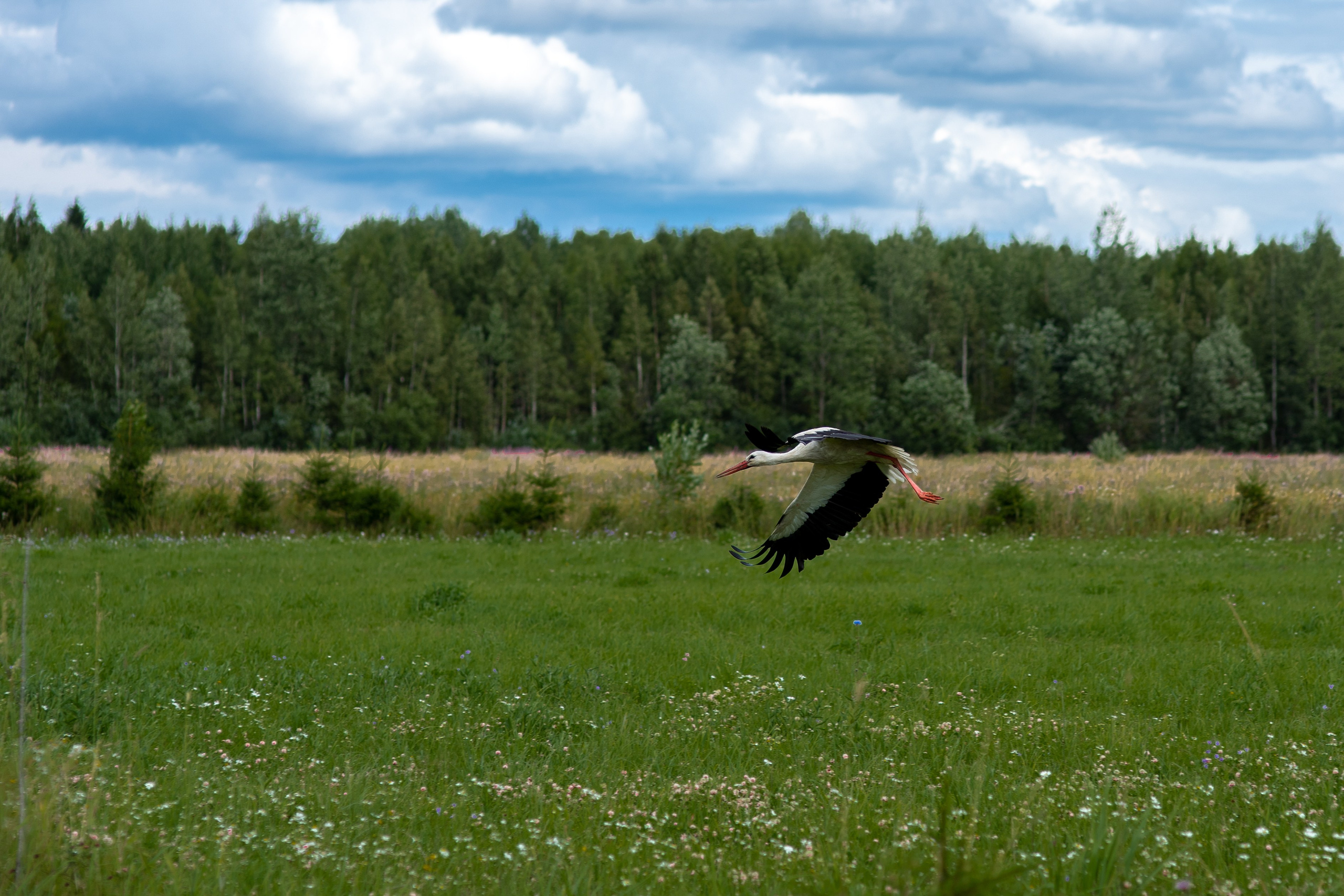 ЦВЕТНЫЕ ФОТОГРАФИИ. Никита Аничкин фото и видео оператор из России