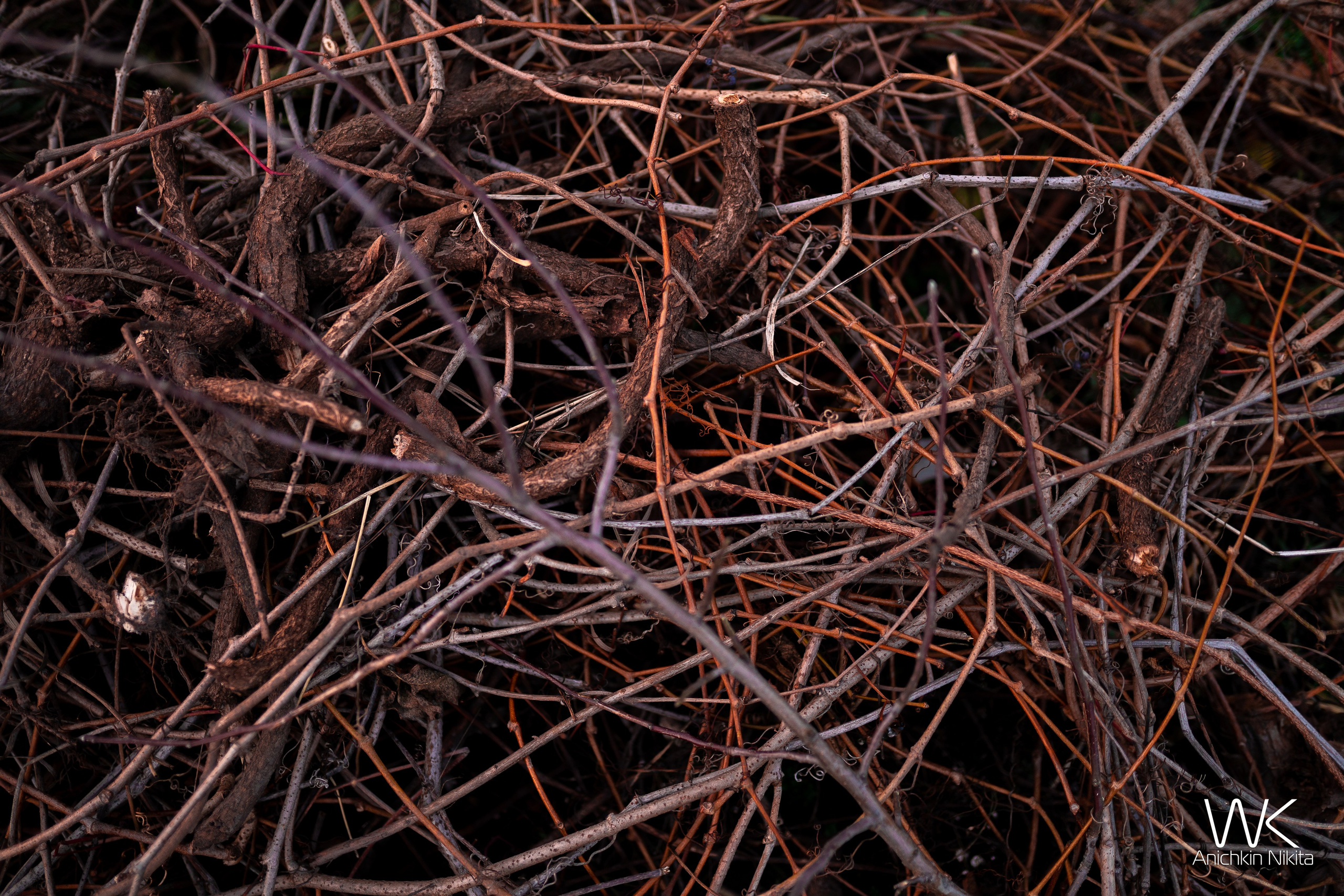 ЦВЕТНЫЕ ФОТОГРАФИИ. Никита Аничкин фото и видео оператор из России