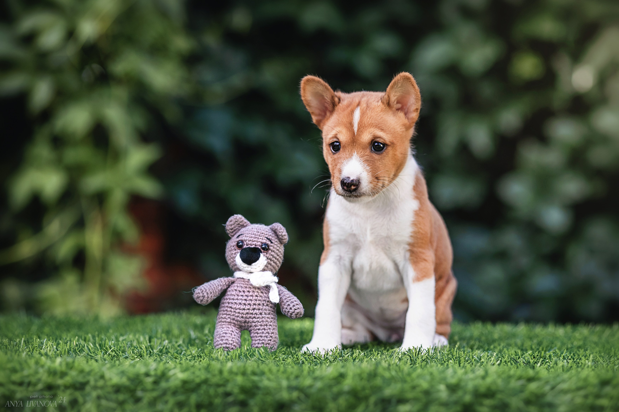Басенджи. Фотограф анималист Аня Ливанова | Рыбинск