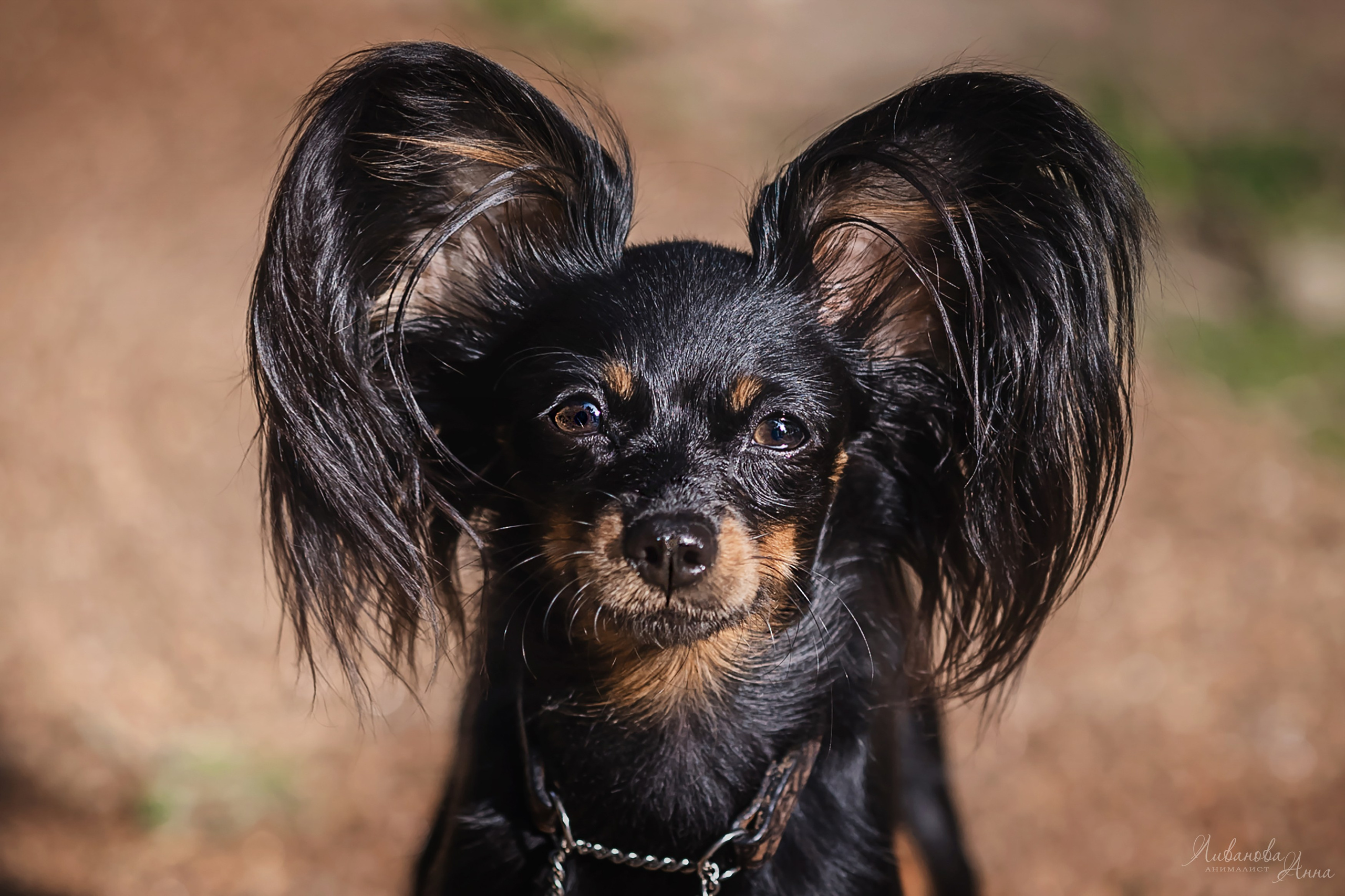 Лена и тойчики. Фотограф анималист Аня Ливанова | Рыбинск