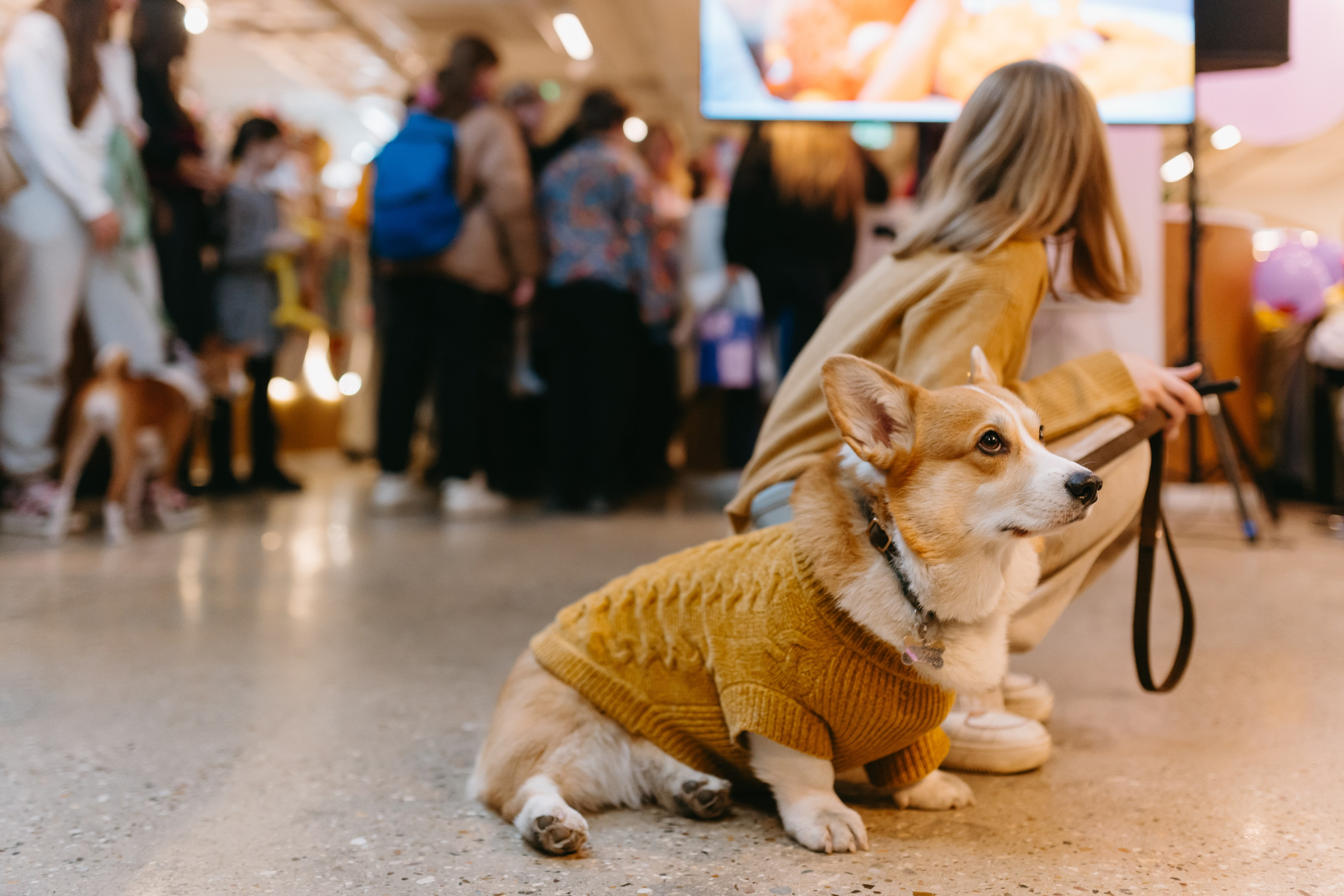 Frisky Dog Day. Фотограф Ирина Авдеева