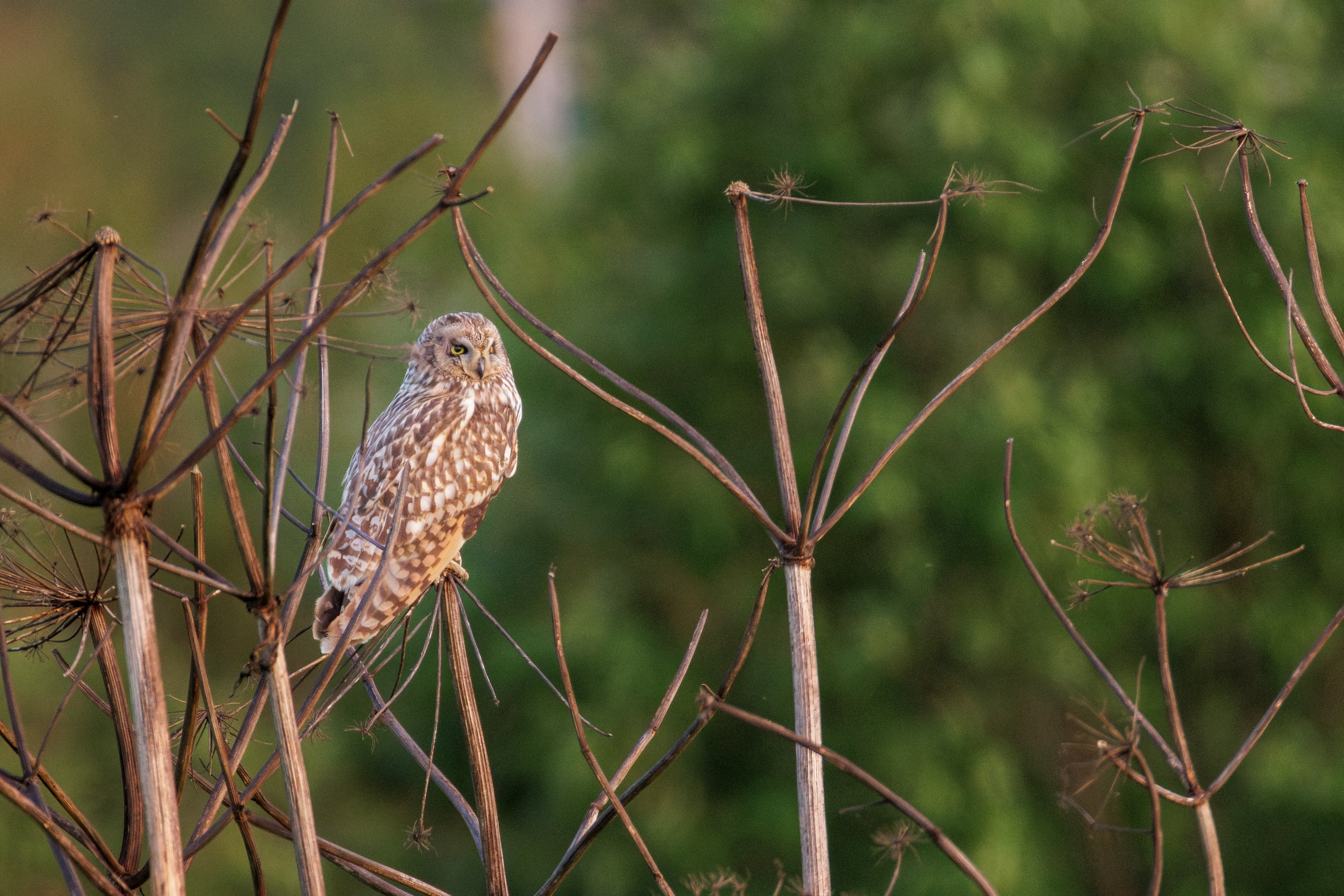 Сова на ветке, вид — болотная сова.