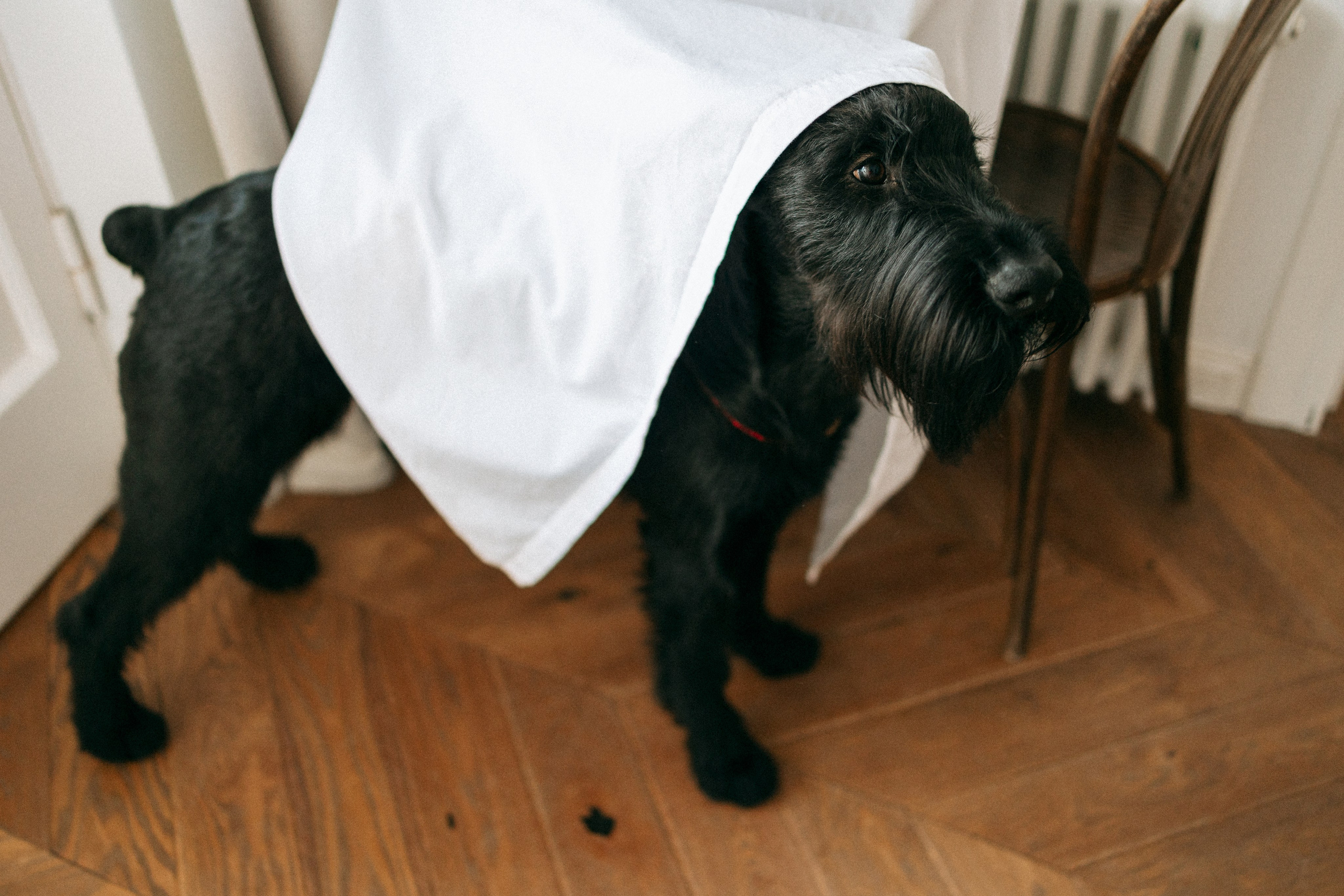 Умбра и Даша. Фотограф анималист Анастасия Пикей