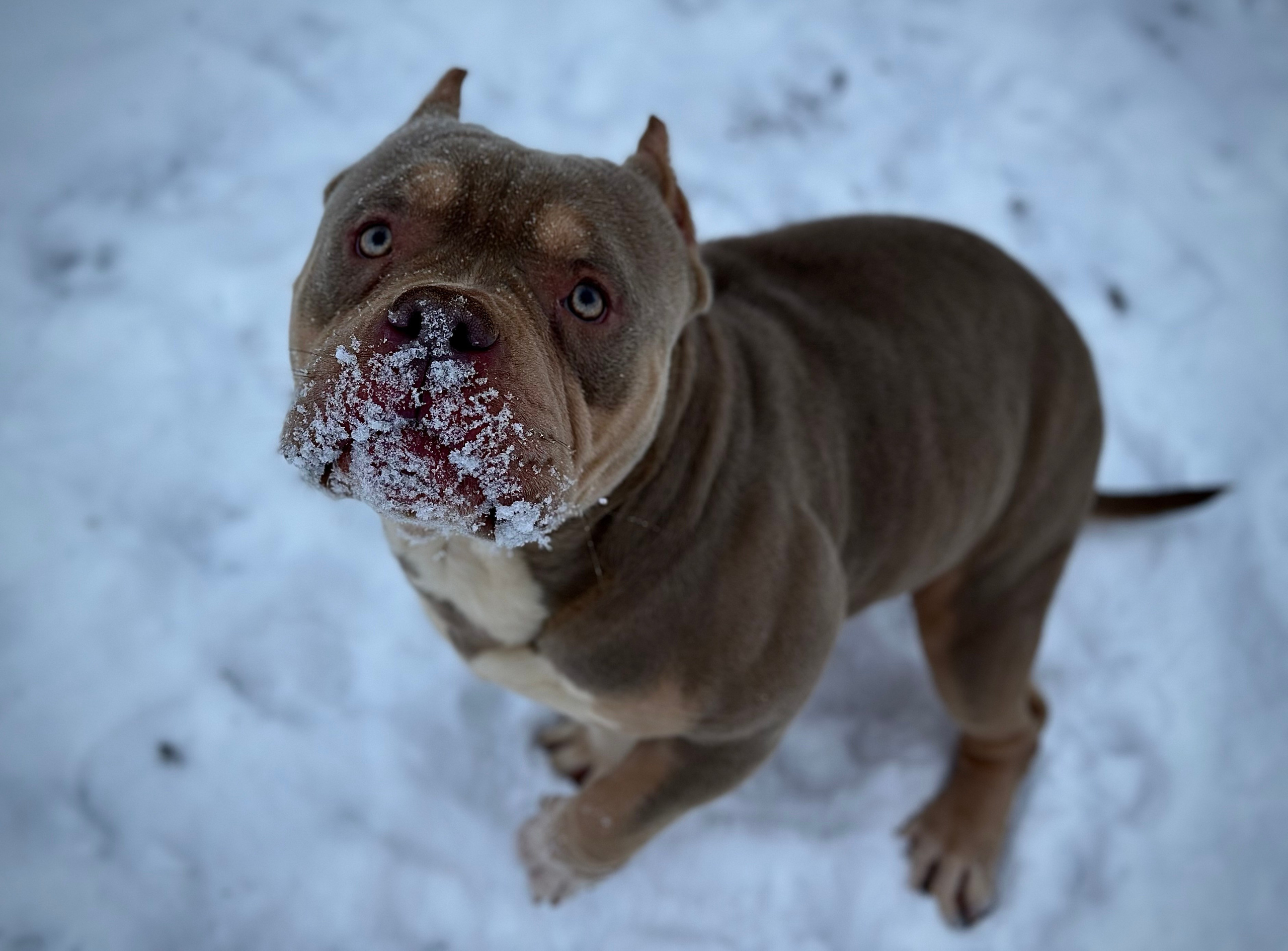 Stark. Питомник американских булли Bounty Pride Bully