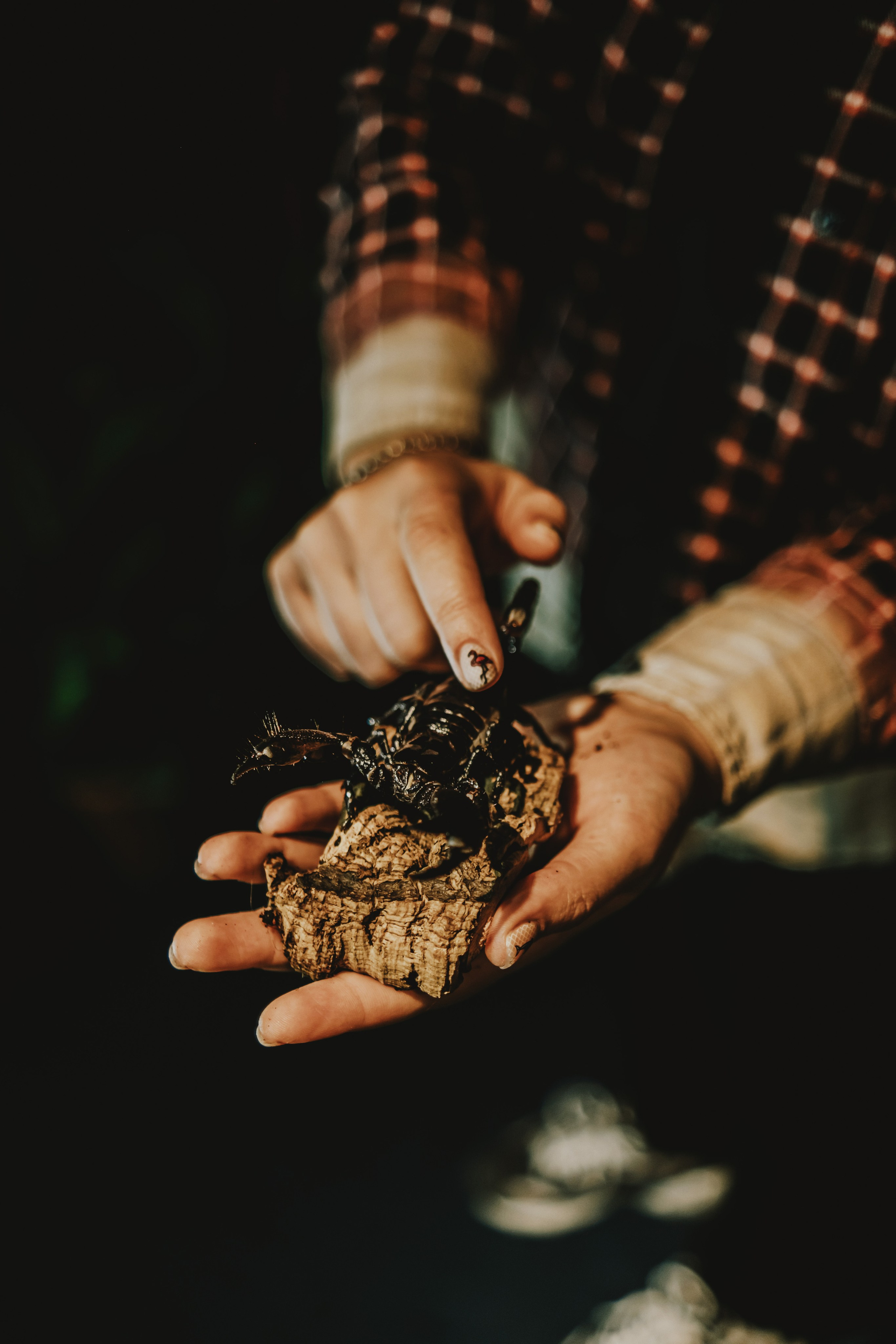 Дом Драконов. Nattie.ph