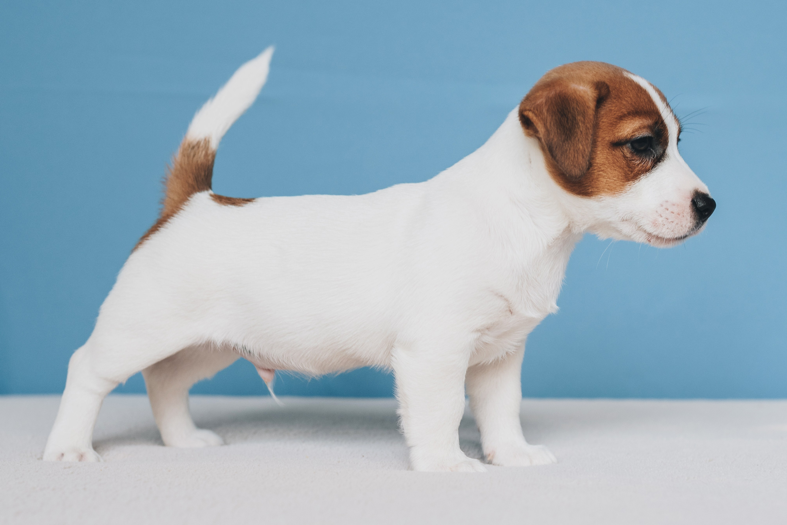 Jack Russell Terrier. Natalia Finch Photography — Family, Kids & Pet Photographer in Chicago, IL