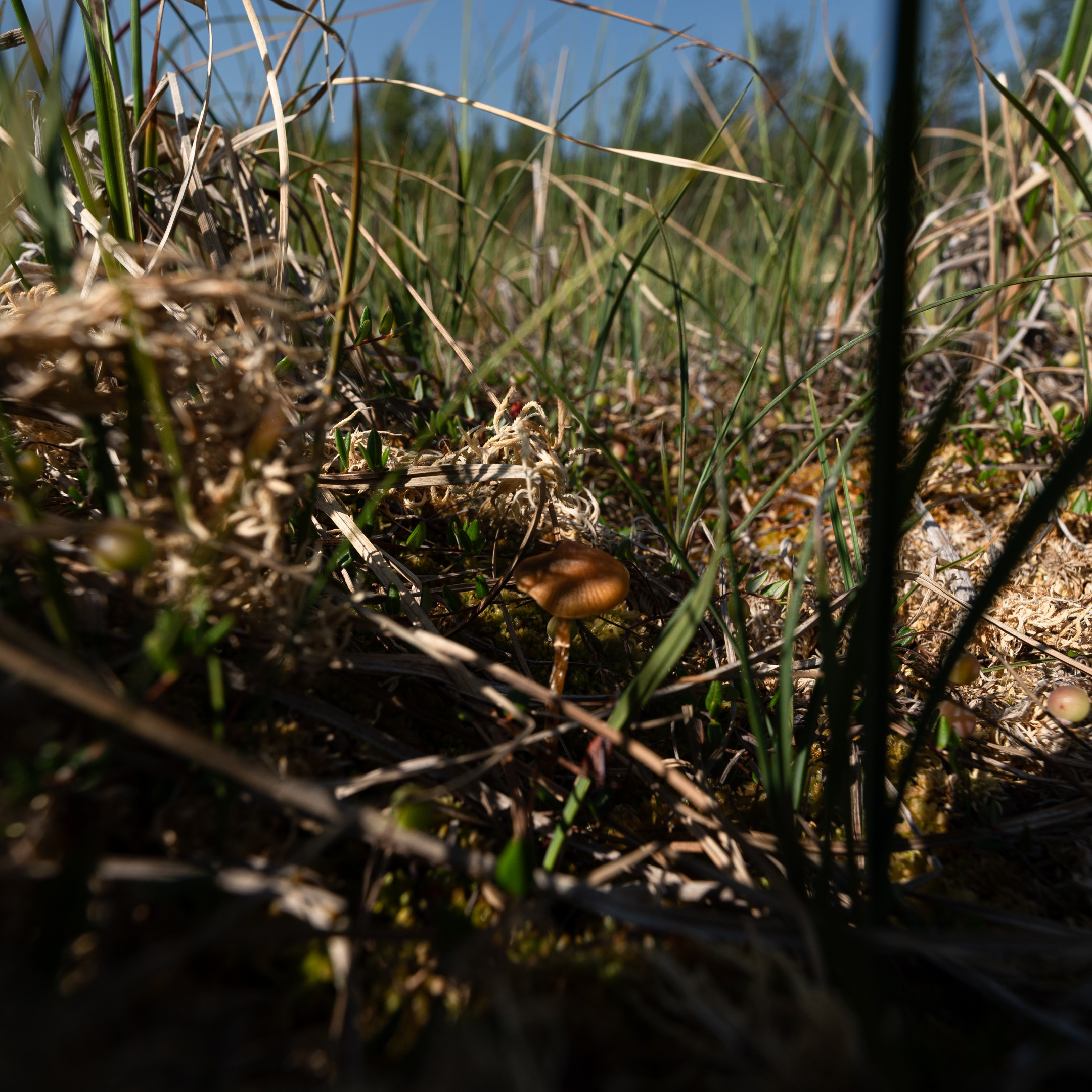Кольский полуостров. ПОБУДЬ ЗДЕСЬ И ЦЕЛЕЕ БУДЕТ ЭТОТ МИР