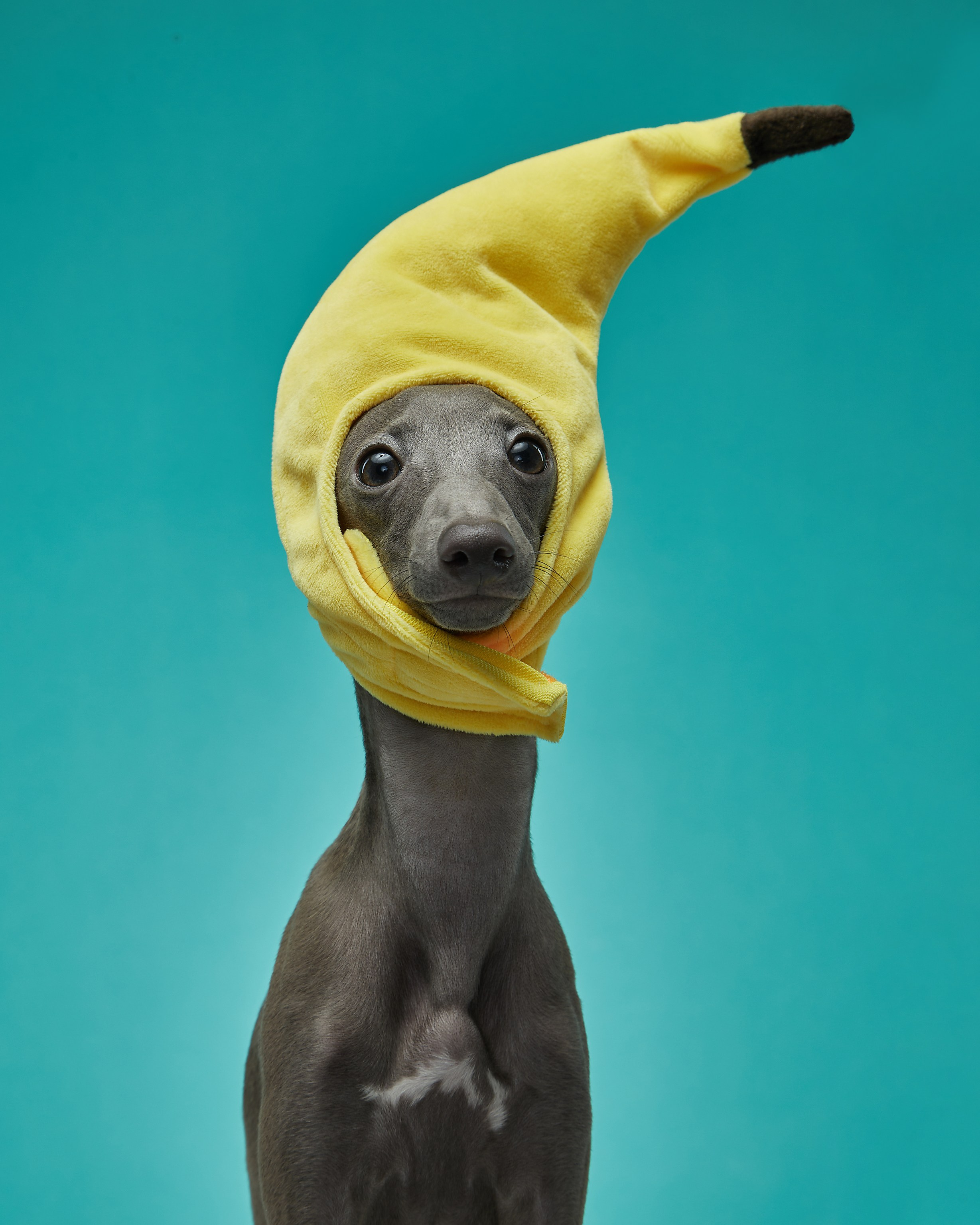 Pets Photography / Фотограф Собак