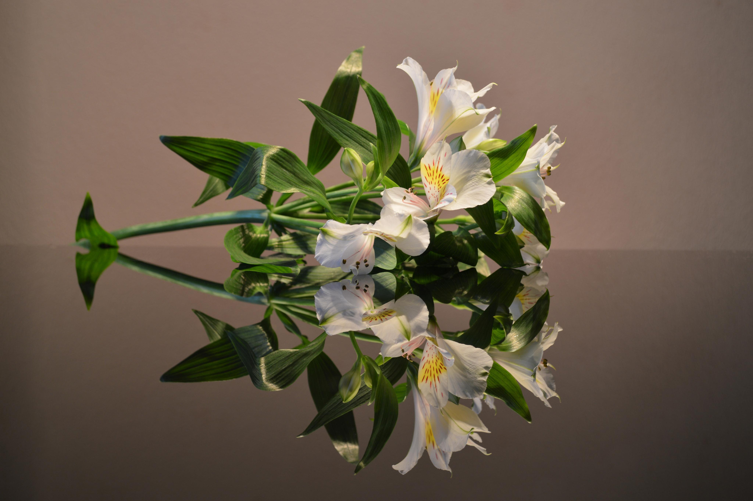 Предметная фотография. Фотограф Краков и Малопольска