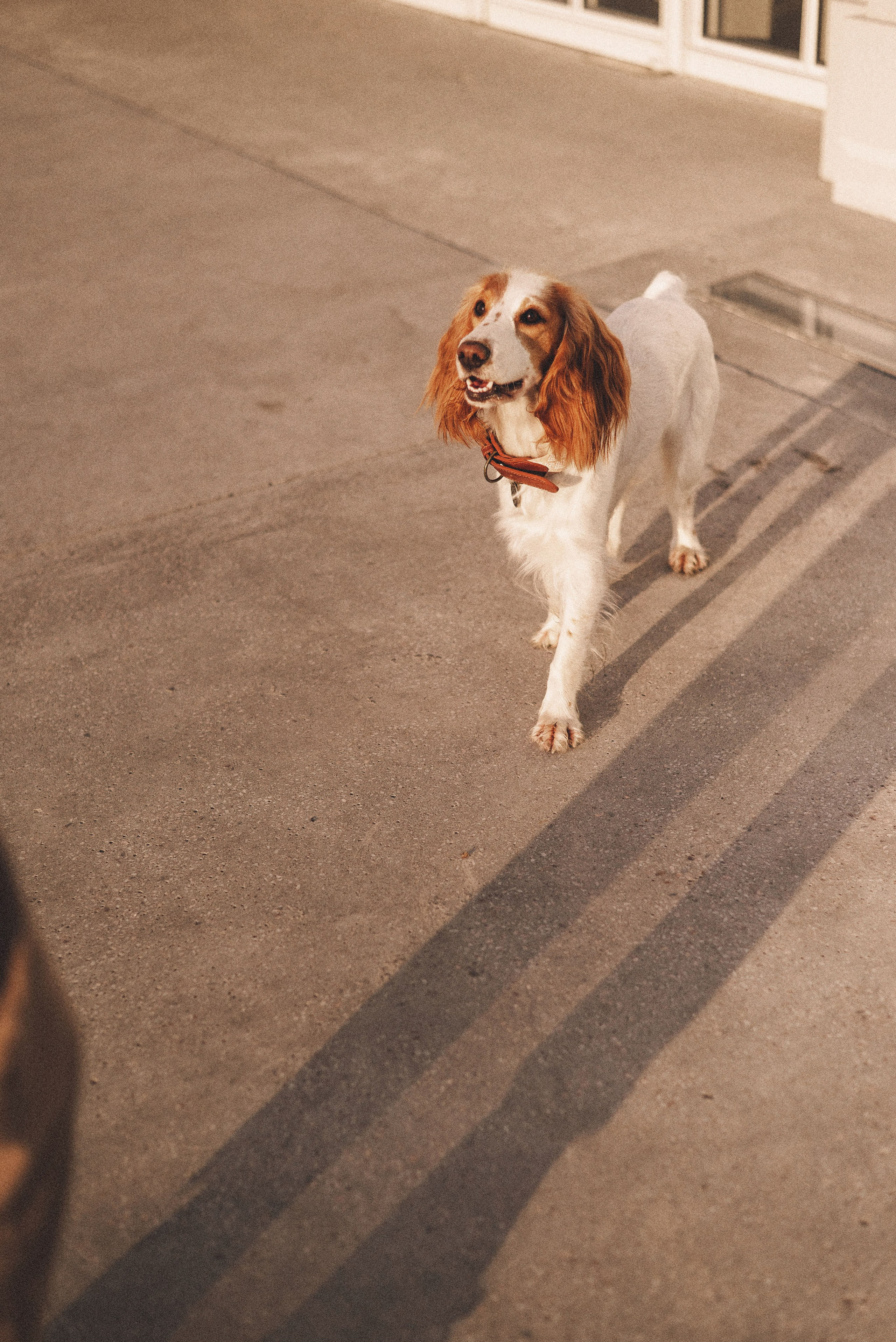 Маша и Вега. Фотограф-анималист Богданова Полина