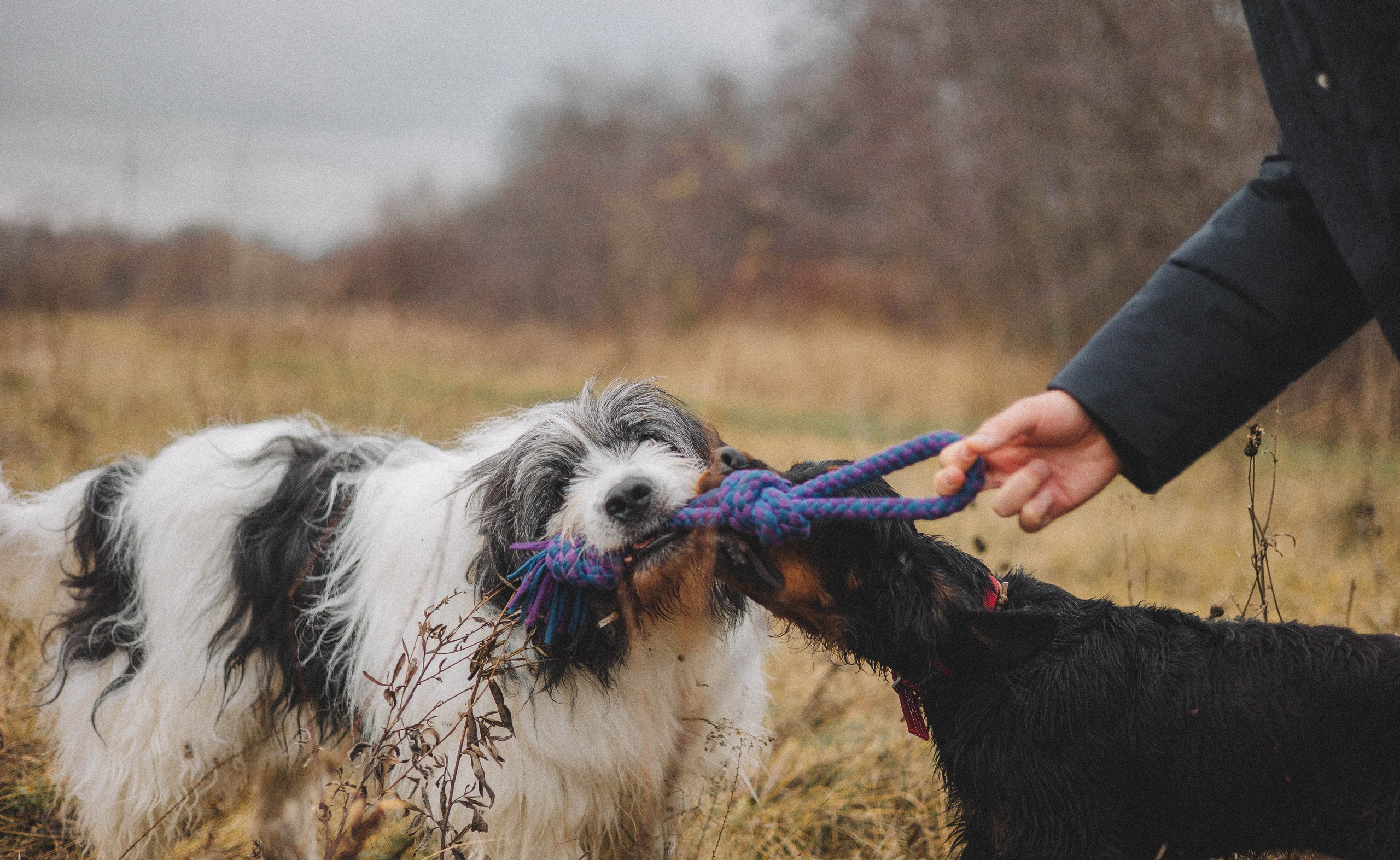 Даша, Глеб, Барс и Бруно. Фотограф-анималист Богданова Полина