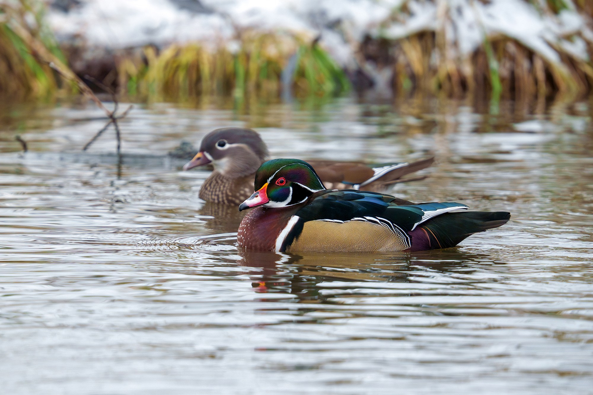 Удивительные мир птиц. Вокруг нас столько прекрасного — присмотритесь!. Ваш личный фотограф Марина Волкова