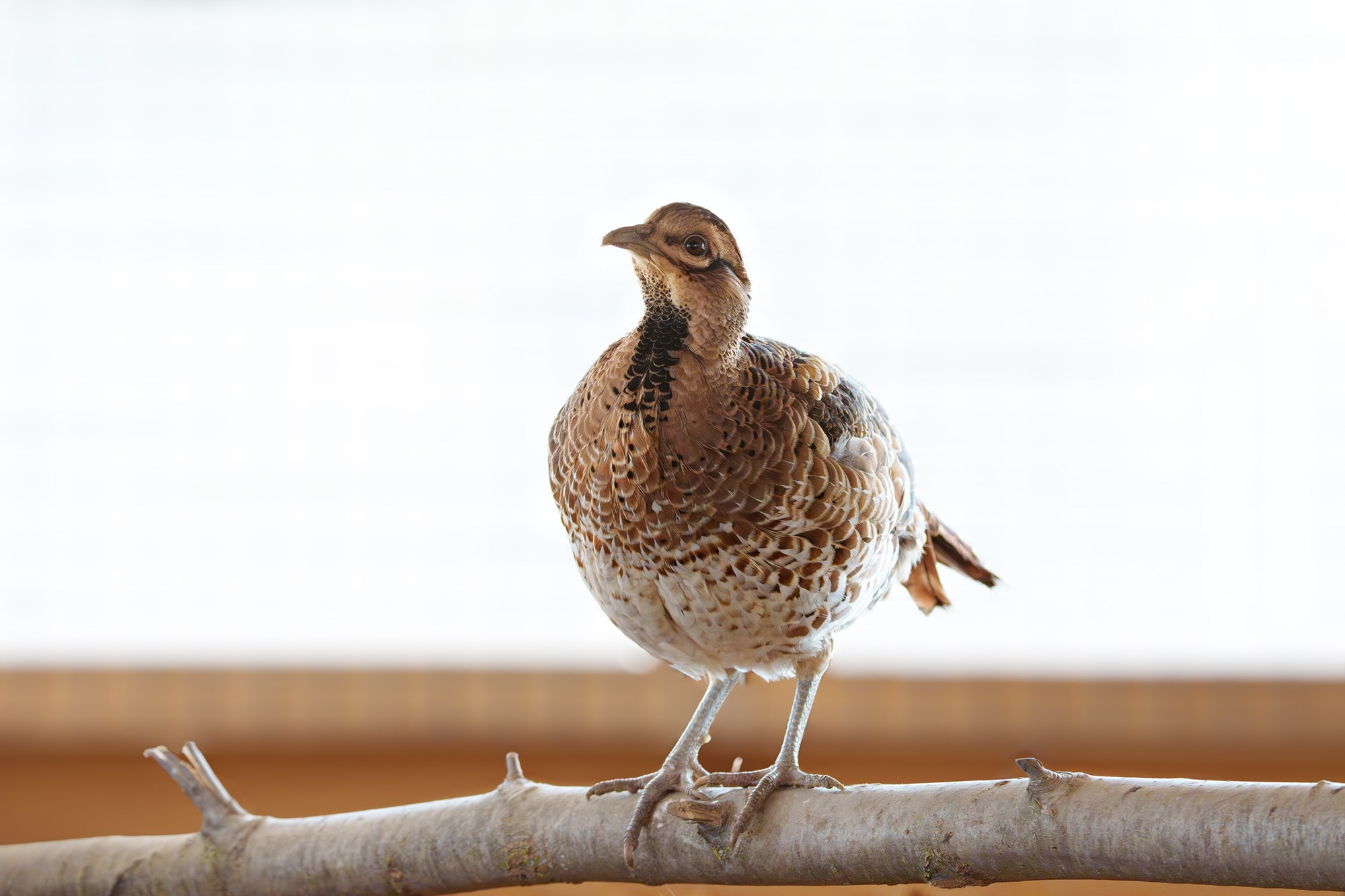 Удивительные мир птиц. Вокруг нас столько прекрасного — присмотритесь!. Ваш личный фотограф Марина Волкова