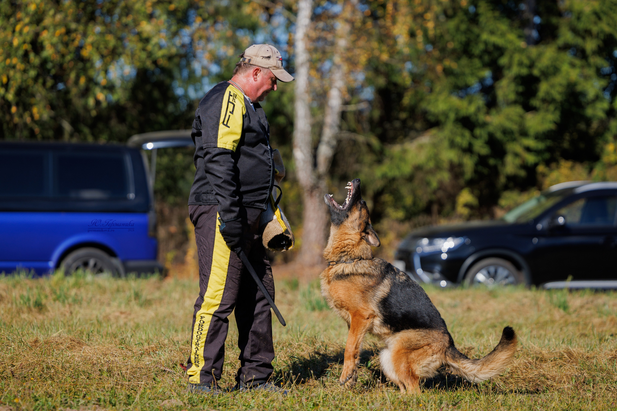 Тверь немецкие овчарки 22.09.2024. Фотограф-анималист Юлия Германика