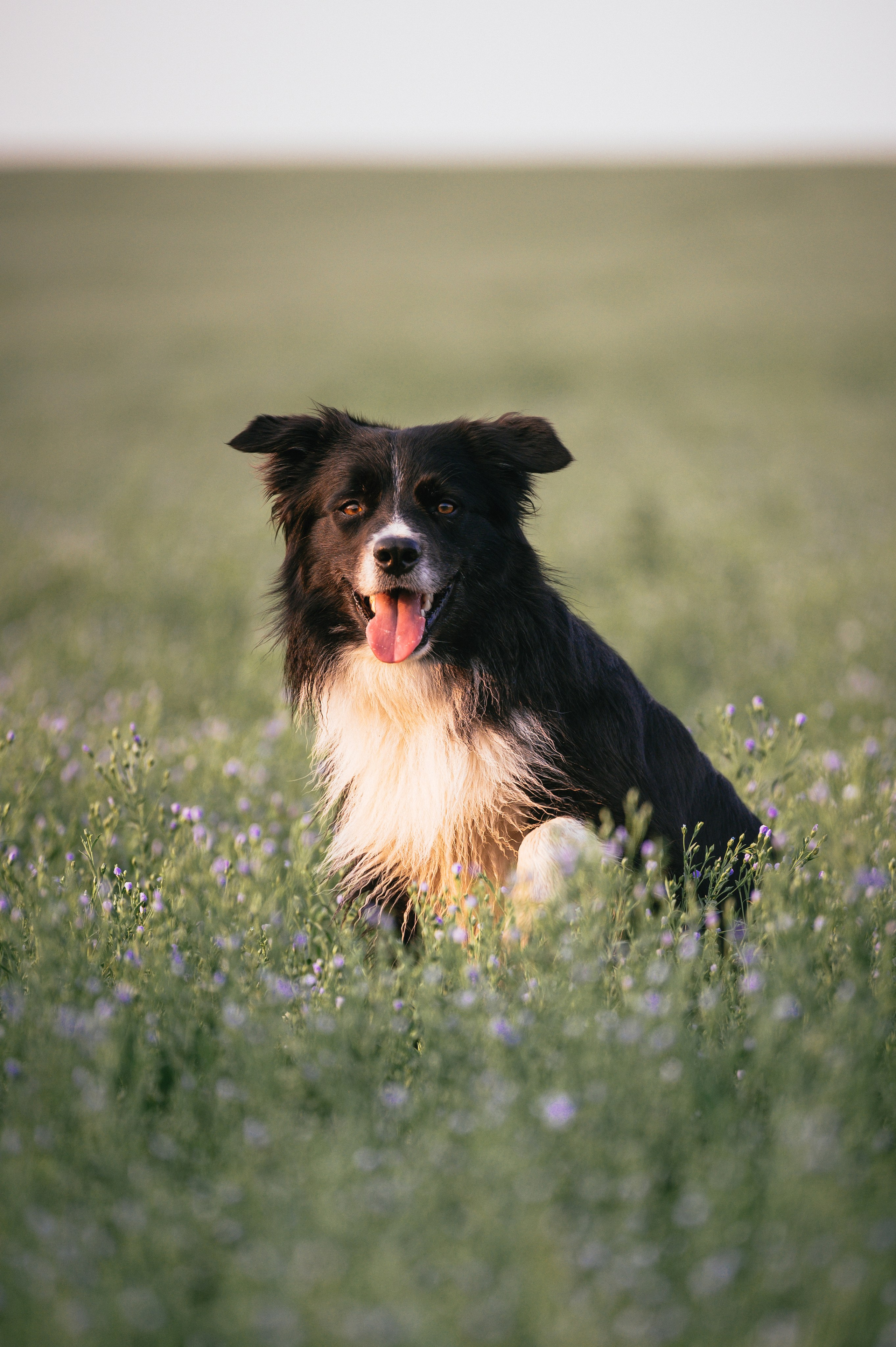 Прогулка на рассвете с бордер-колли. Фотограф в Ростове —на — Дону