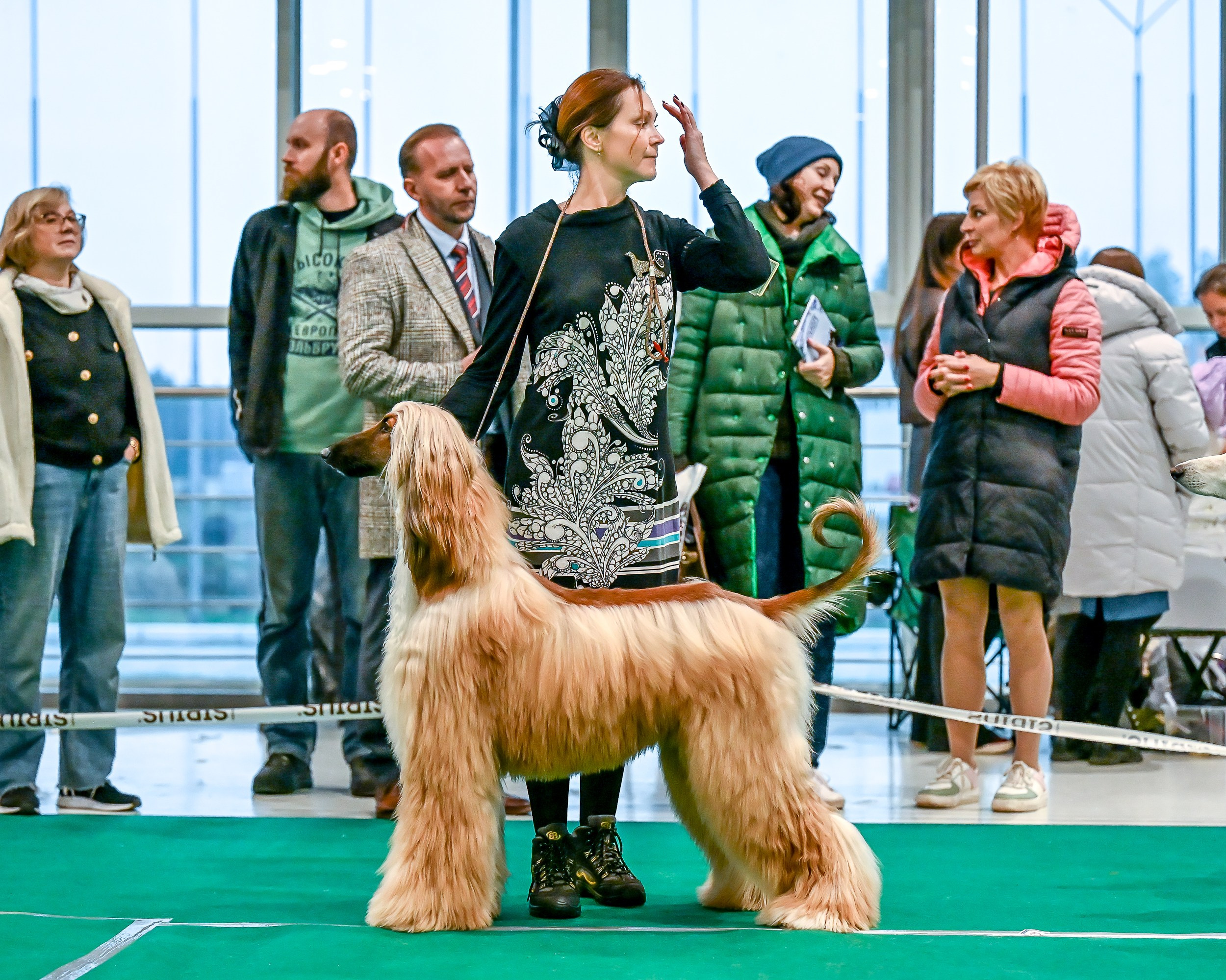 19.10 МКС и Элита. Галерея фотографий афганской борзой