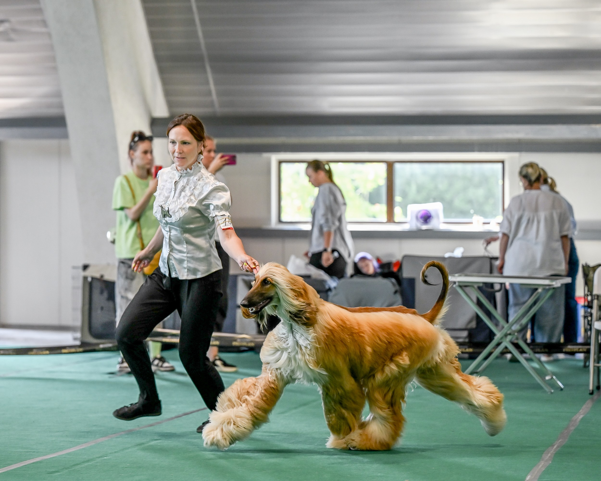 03.08.2025 КОО И Элита. Галерея фотографий афганской борзой