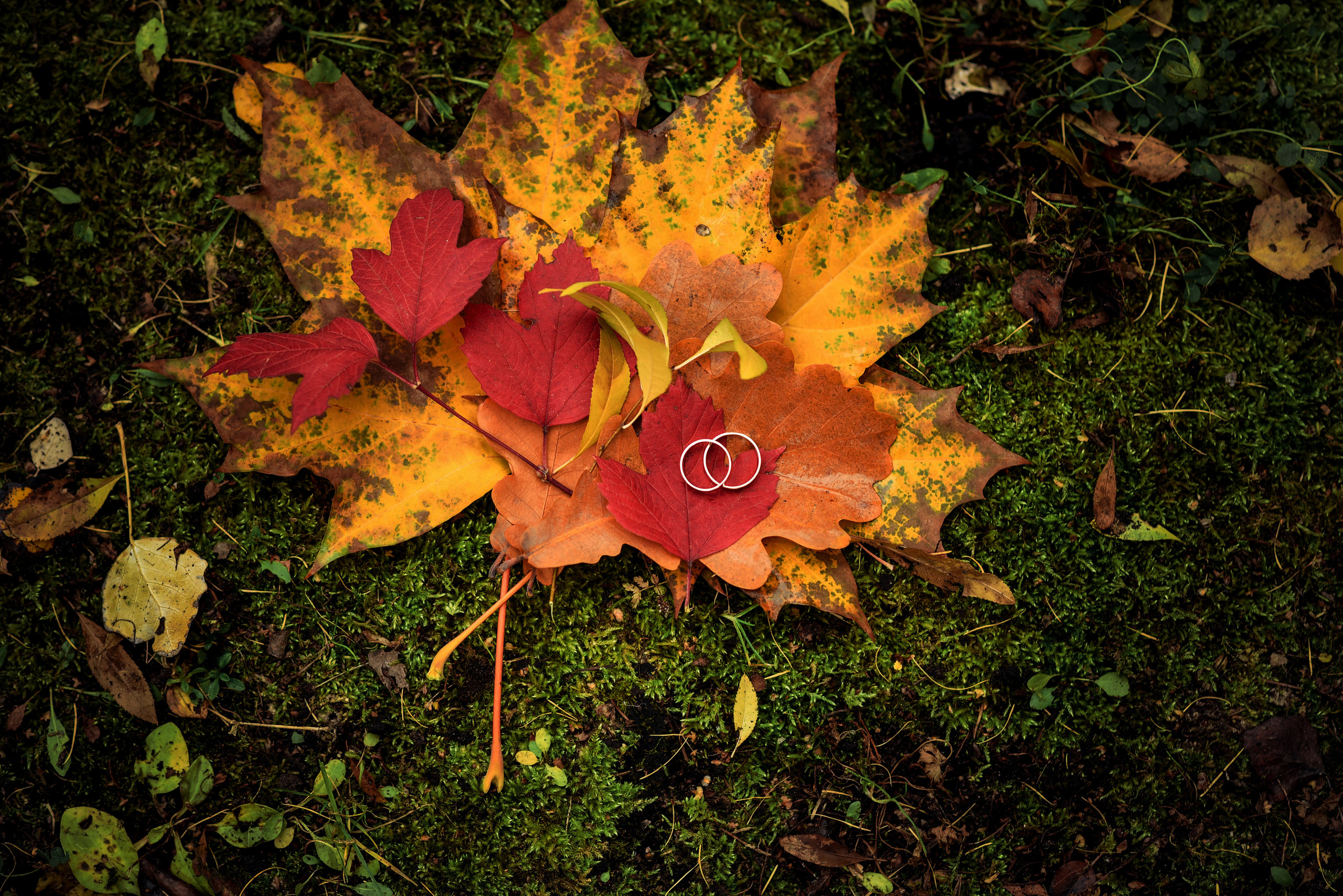 Осенняя свадебная серия Александра и Кристины. Свадебный, семейный, детский, контент фотограф в Омске Максим Ильин