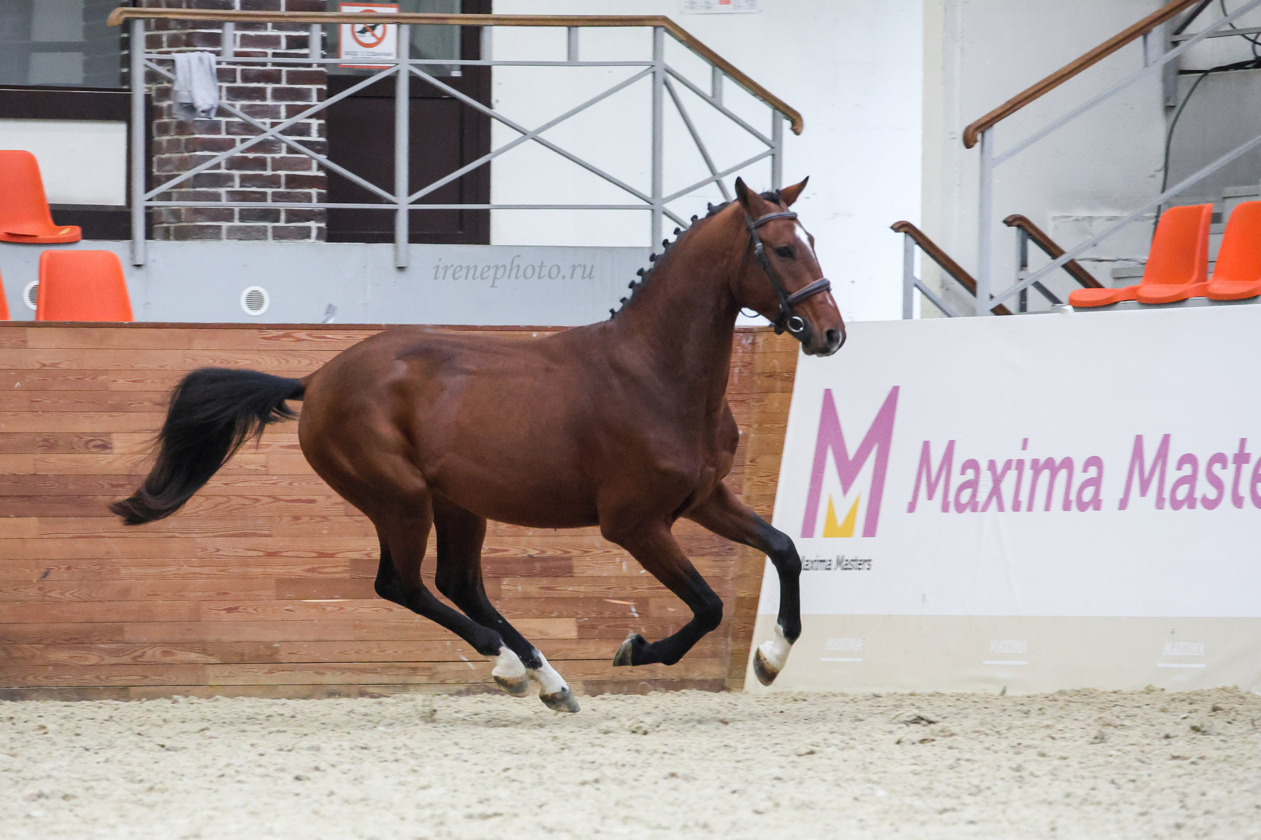 Конная Россия 2024 Оценка двигательных качеств. Irenephoto.ru
