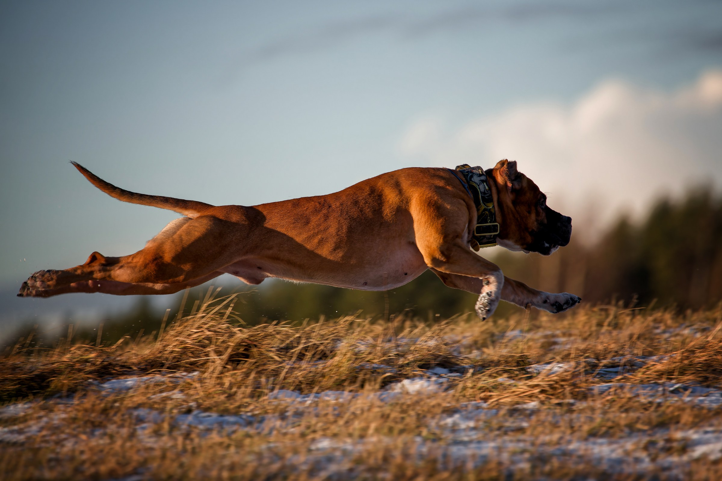 Собаки в движении. Irenephoto.ru