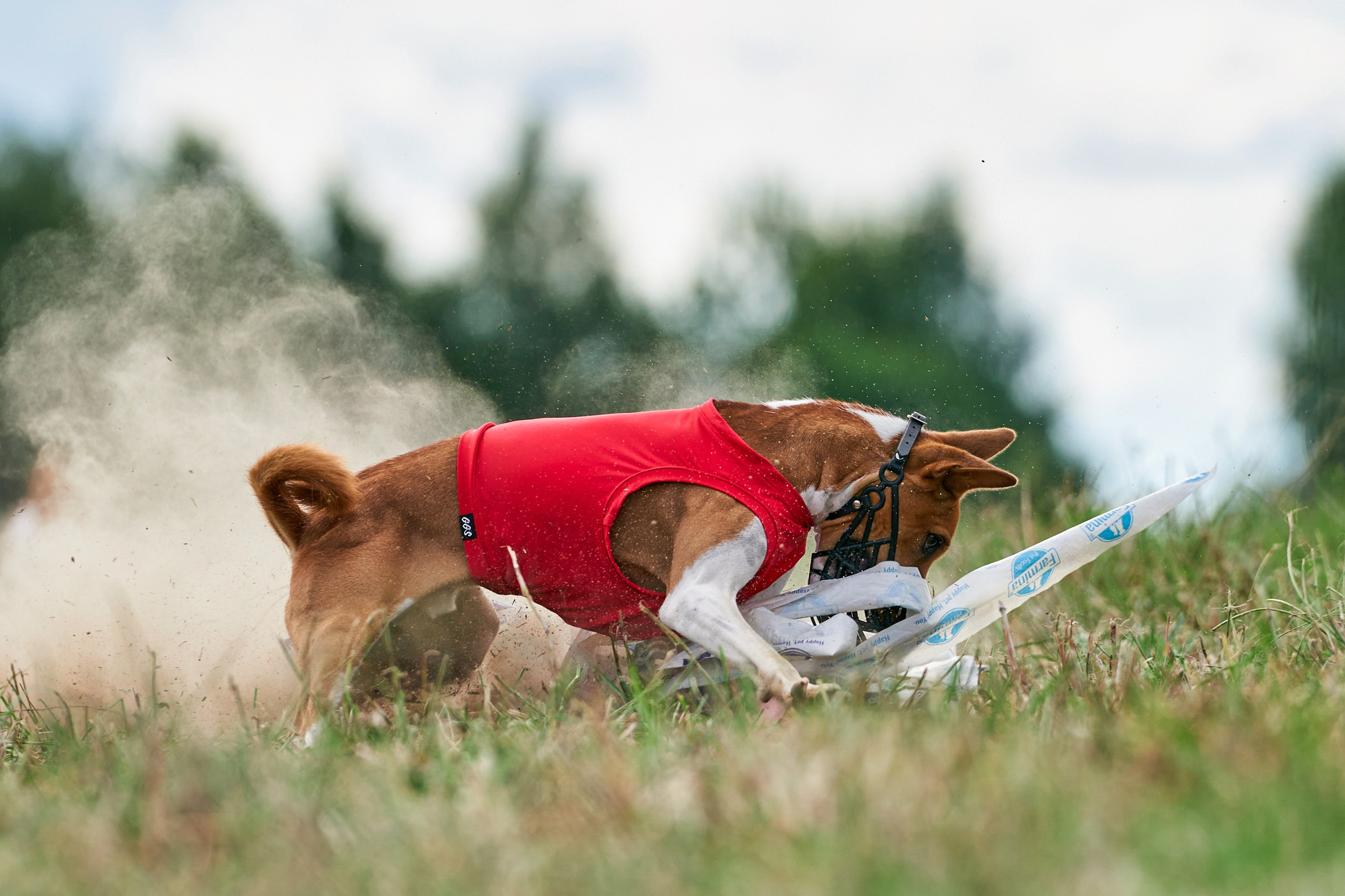 Репортажная съемка. Фотограф-анималист Михаил Манухин