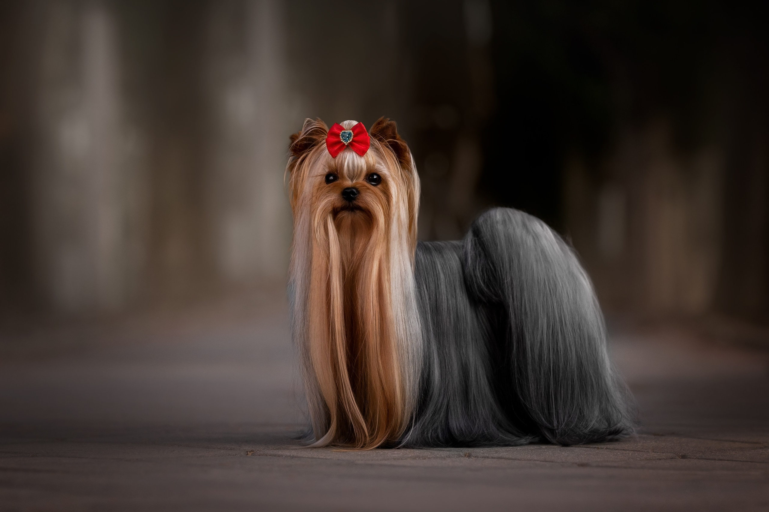 Анималистика. Репортажный фотограф Мария Мадзик