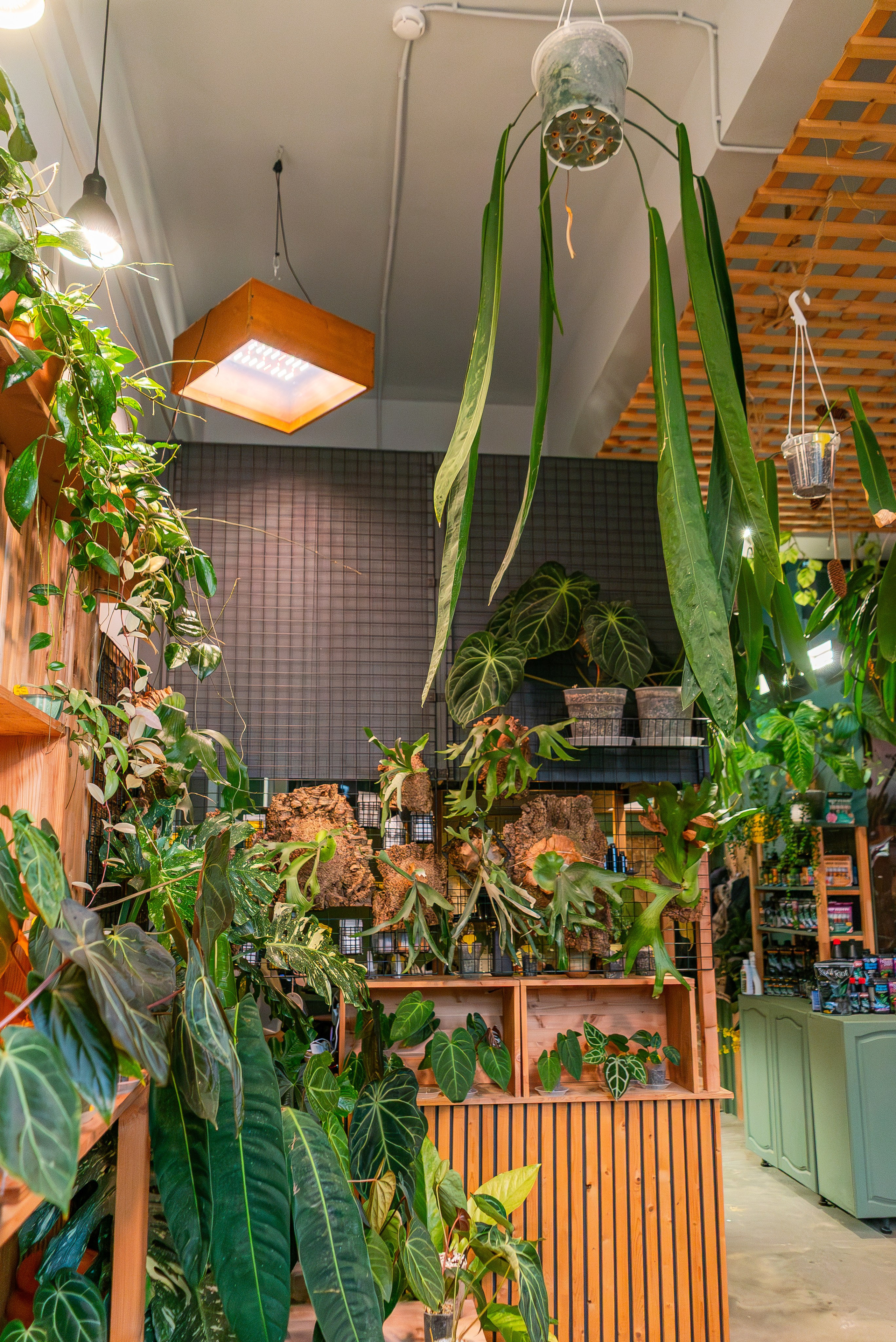 Make more plants. Александра Куликова фотограф, Москва