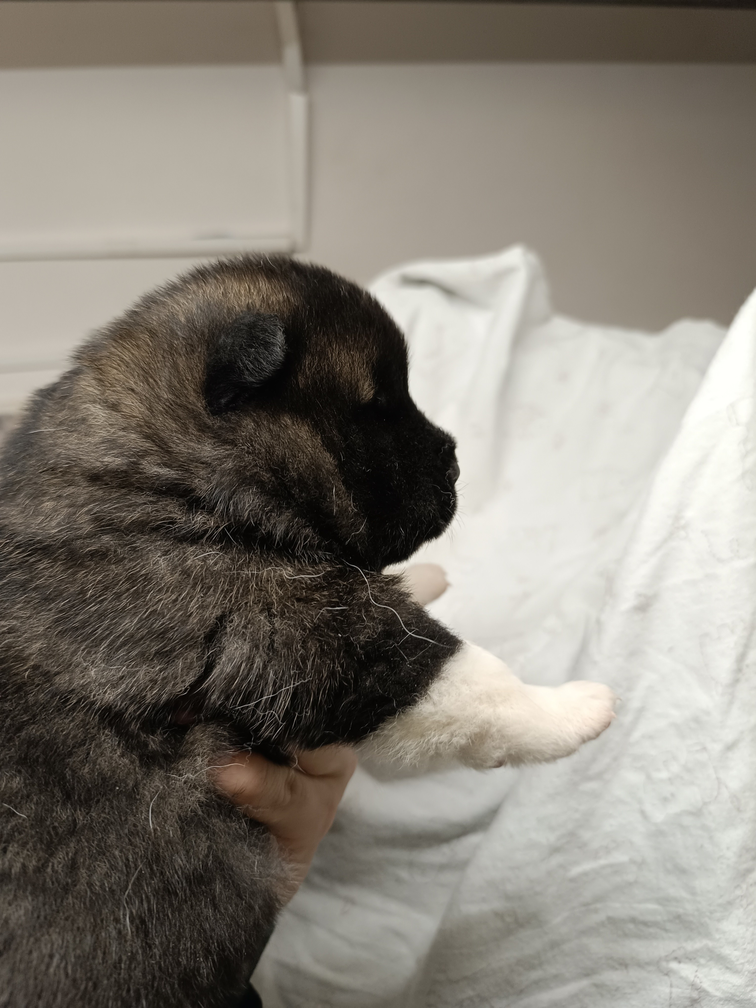 Американская акита  щенки питомник Санкт-Петербург клубные щенки Американская акита питомник RUBYLIGHT Рубилайт купить щенка американской акиты