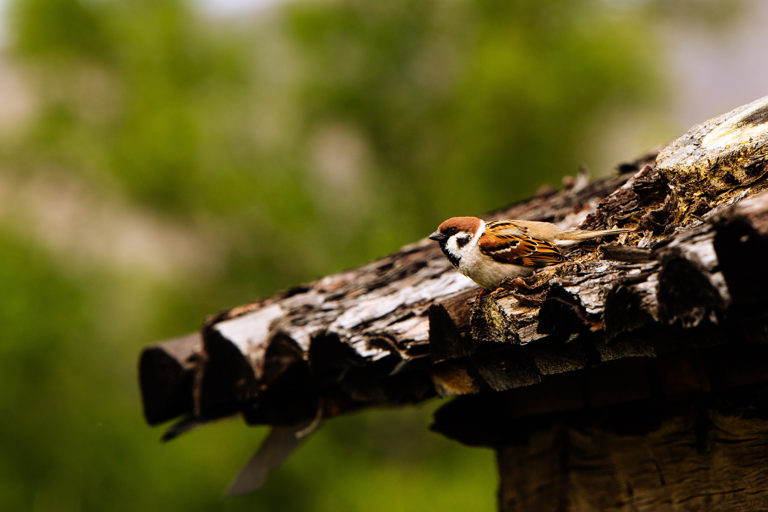 Other. Фотограф Абакан|Фрейман Никита