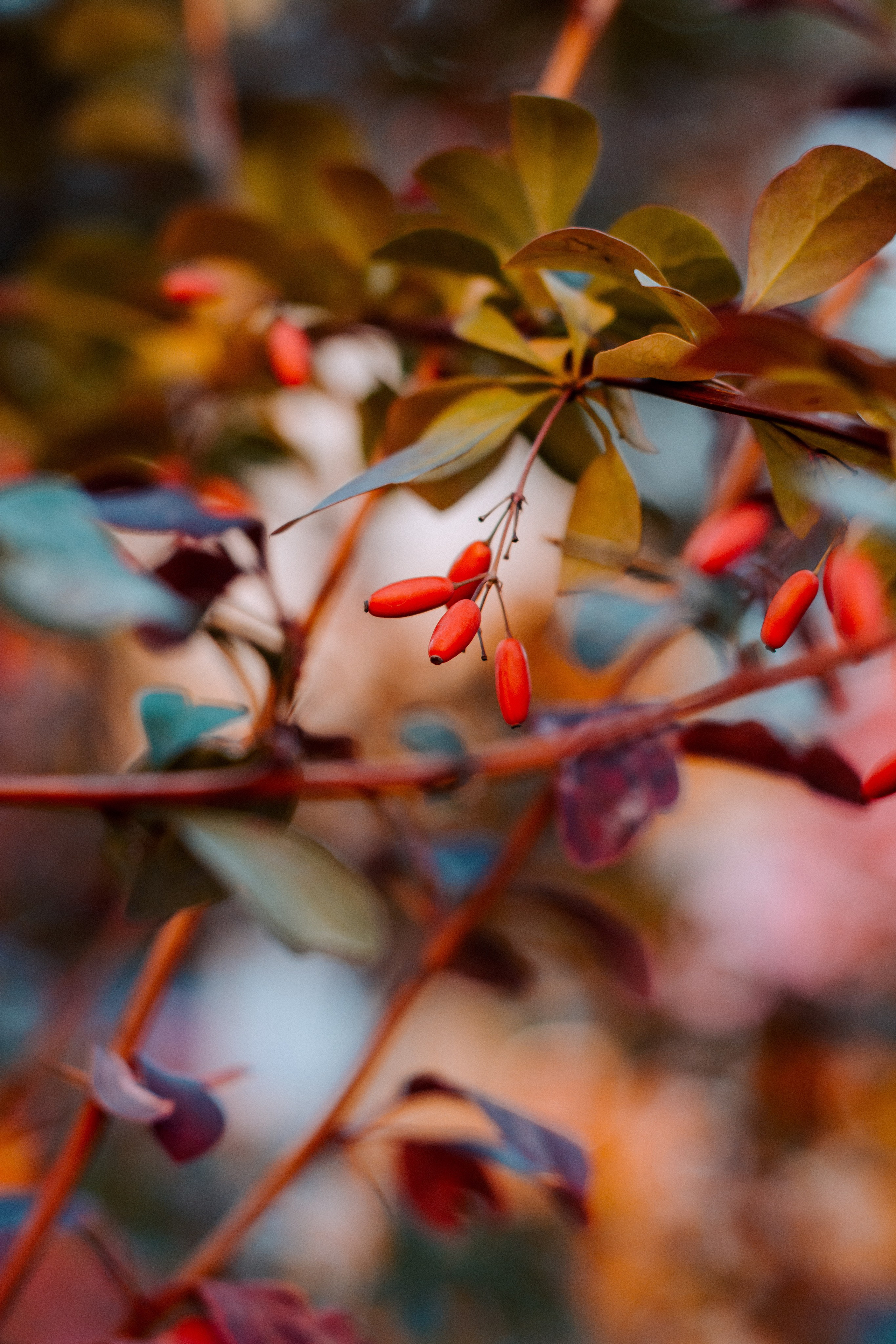 Flowers. Фотографирую искусство в Хабаровске